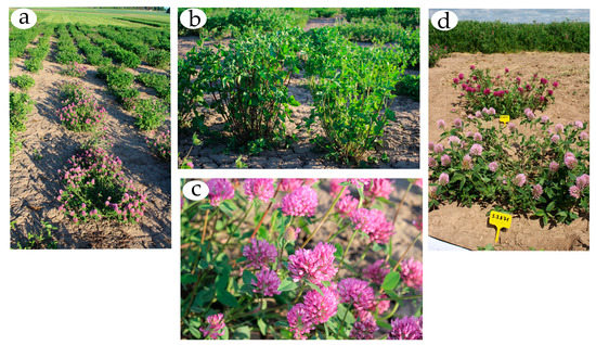 Agriculture 13 01008 g0a1