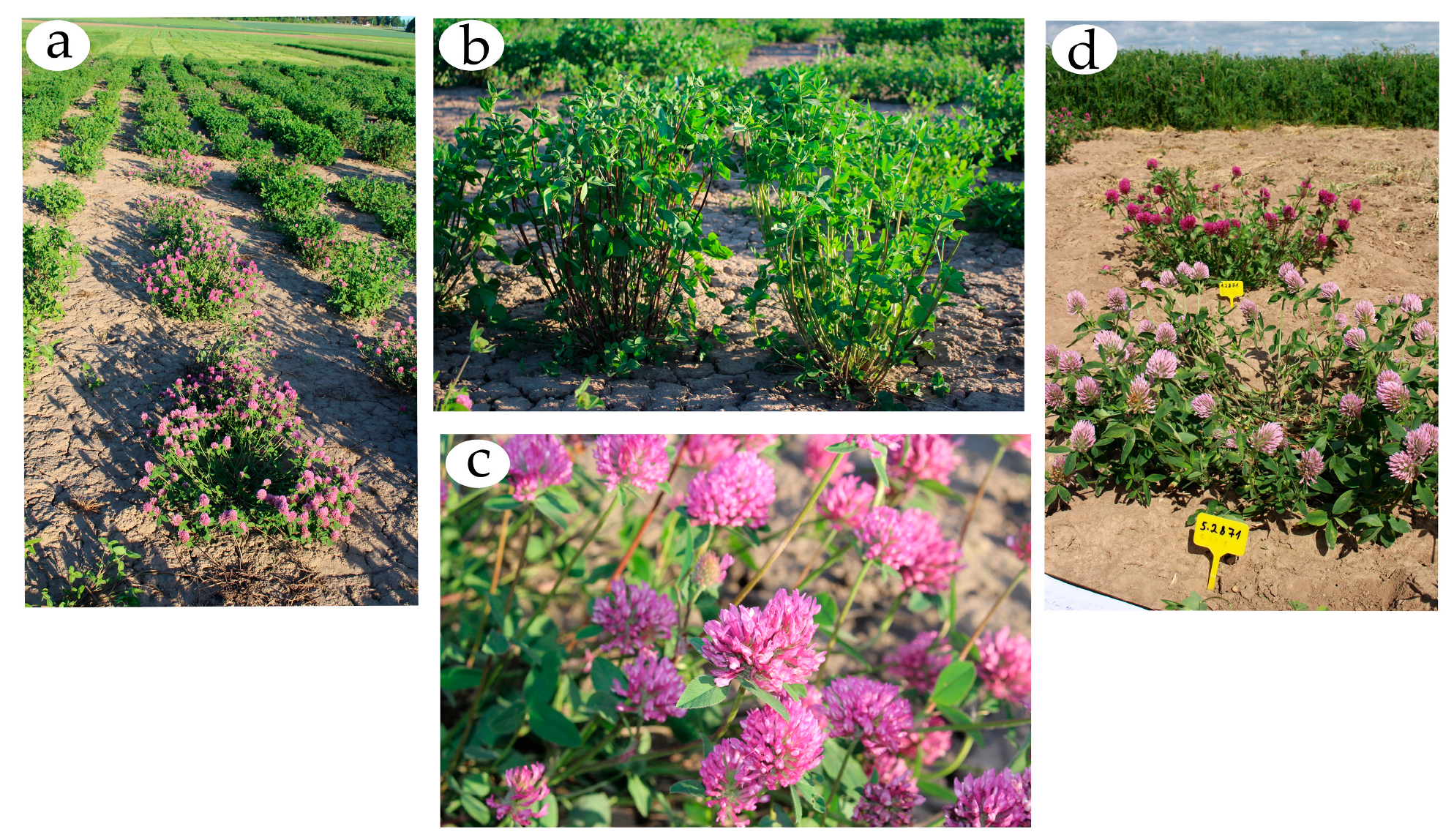 Agriculture 13 01008 g0a1