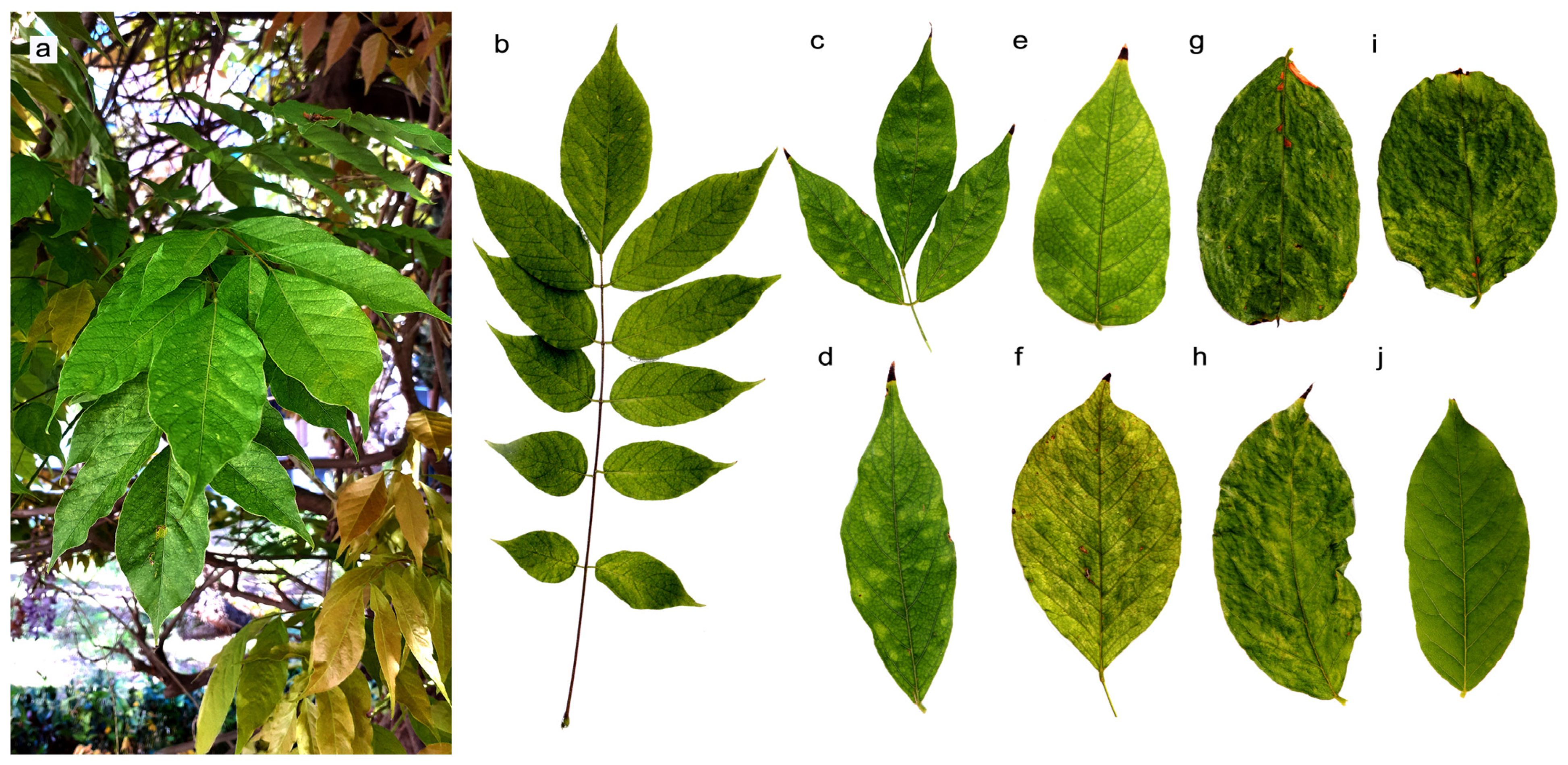 Agriculture 13 01090 g001