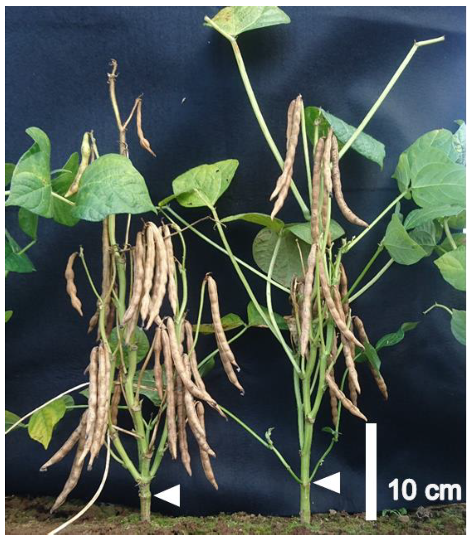 Agriculture 13 01305 g001 Agriculture 13 01305 g001