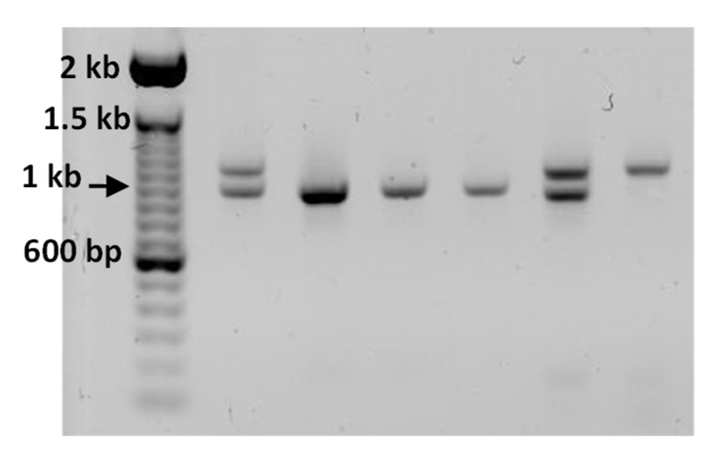 Agriculture 13 01362 g003