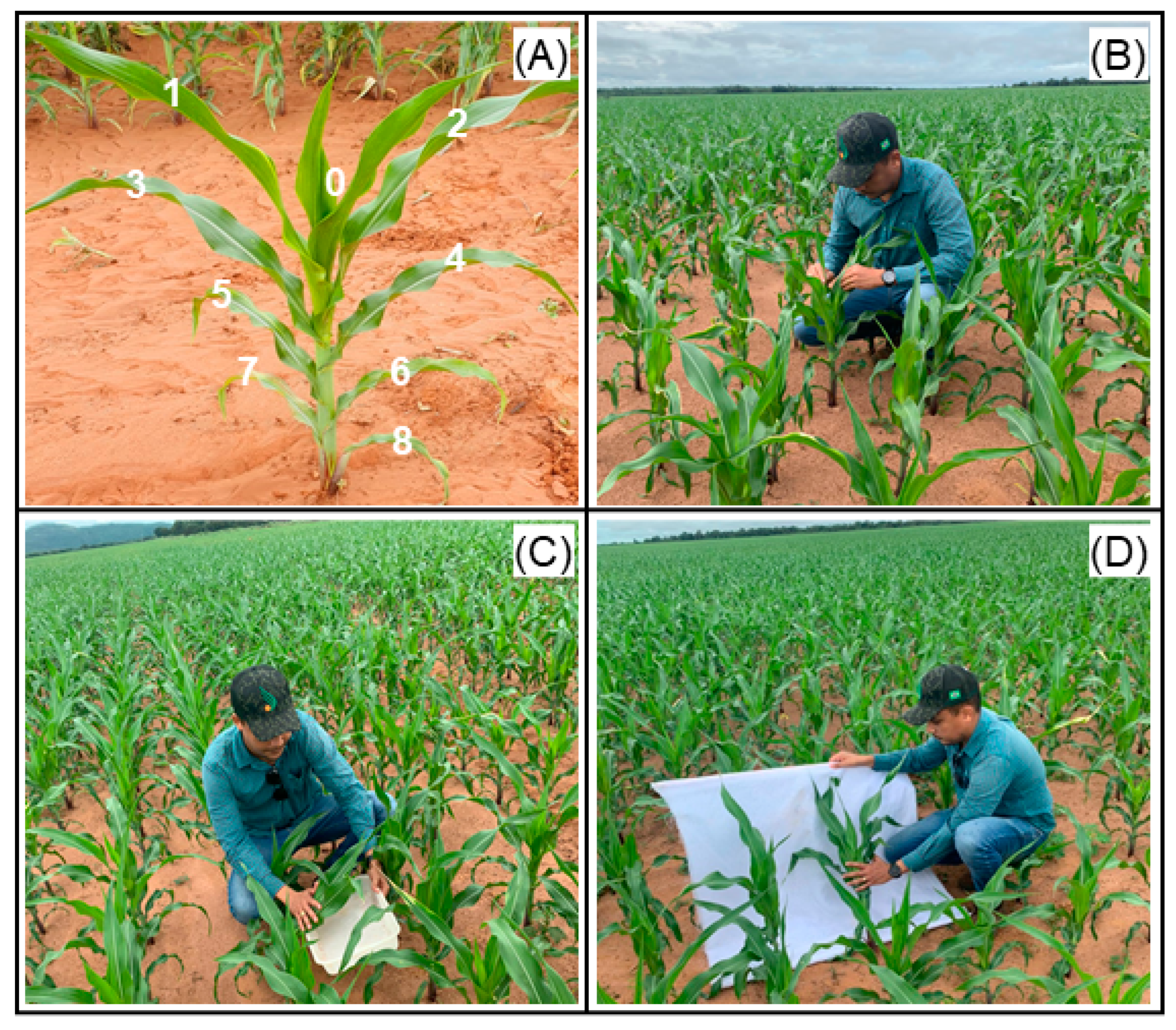 Agriculture 13 01391 g001