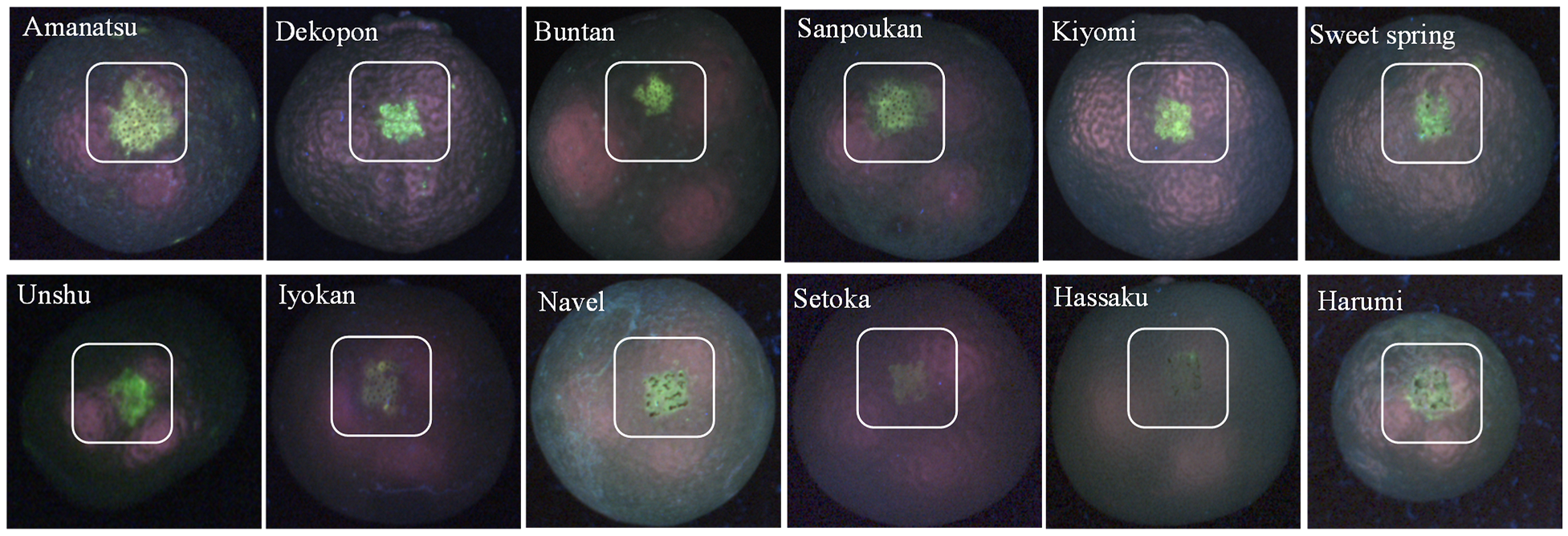 Agriculture 13 01433 g005