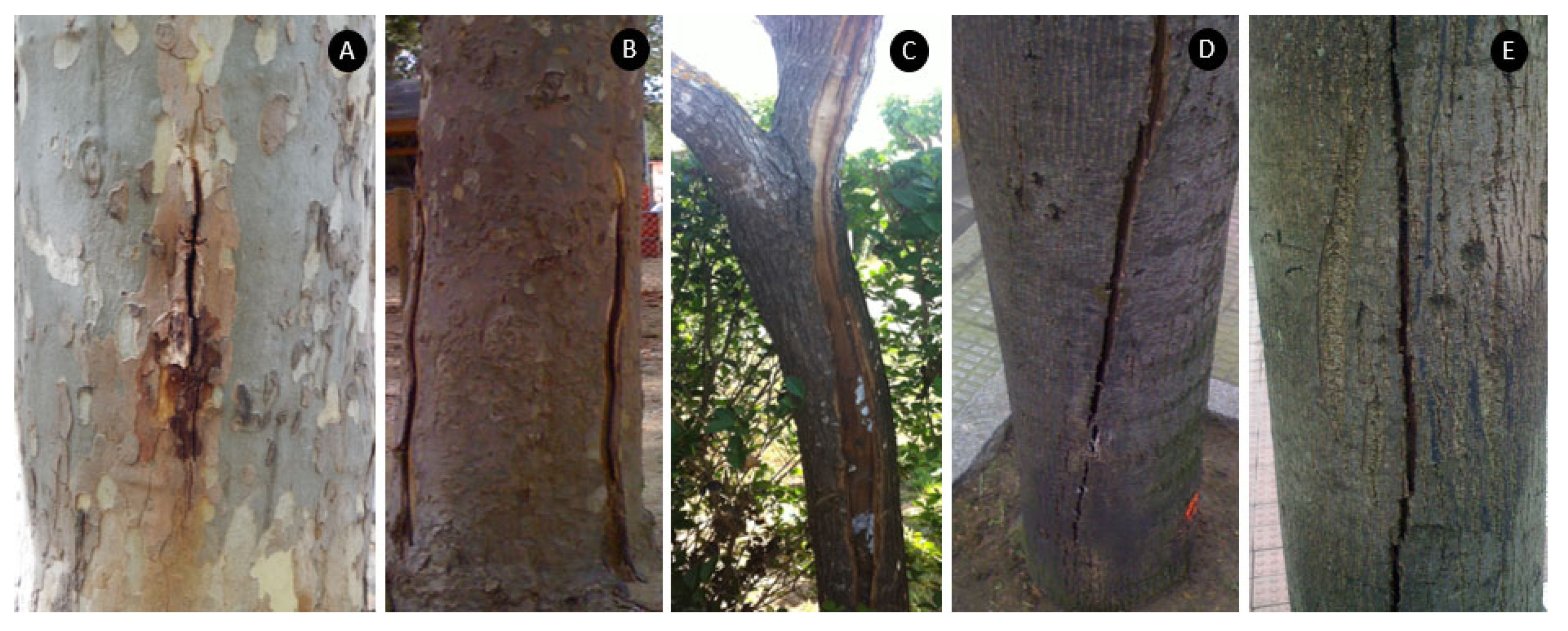 Agriculture 13 01465 g010 Agriculture 13 01465 g010