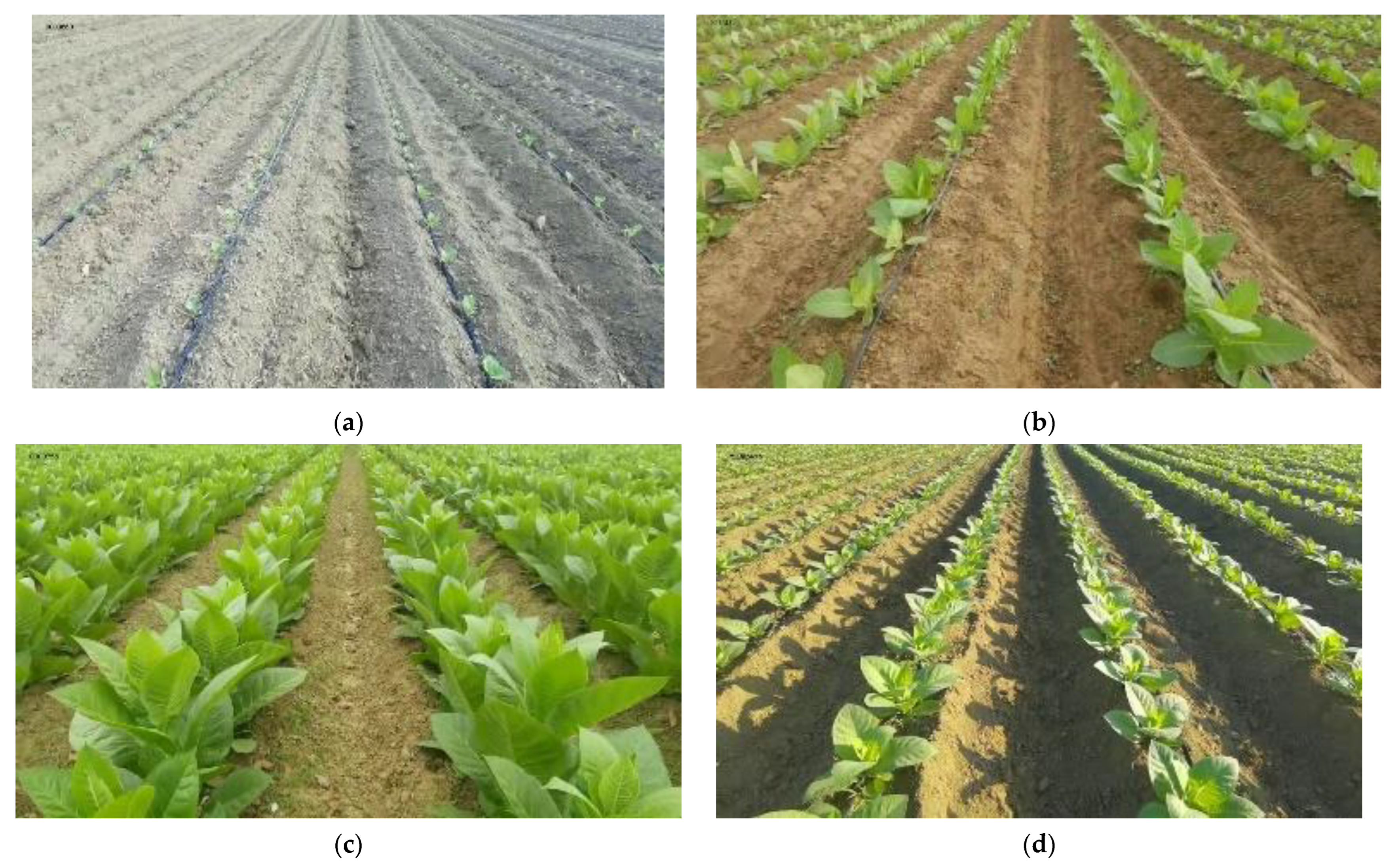 Agriculture 13 01496 g001 Agriculture 13 01496 g001