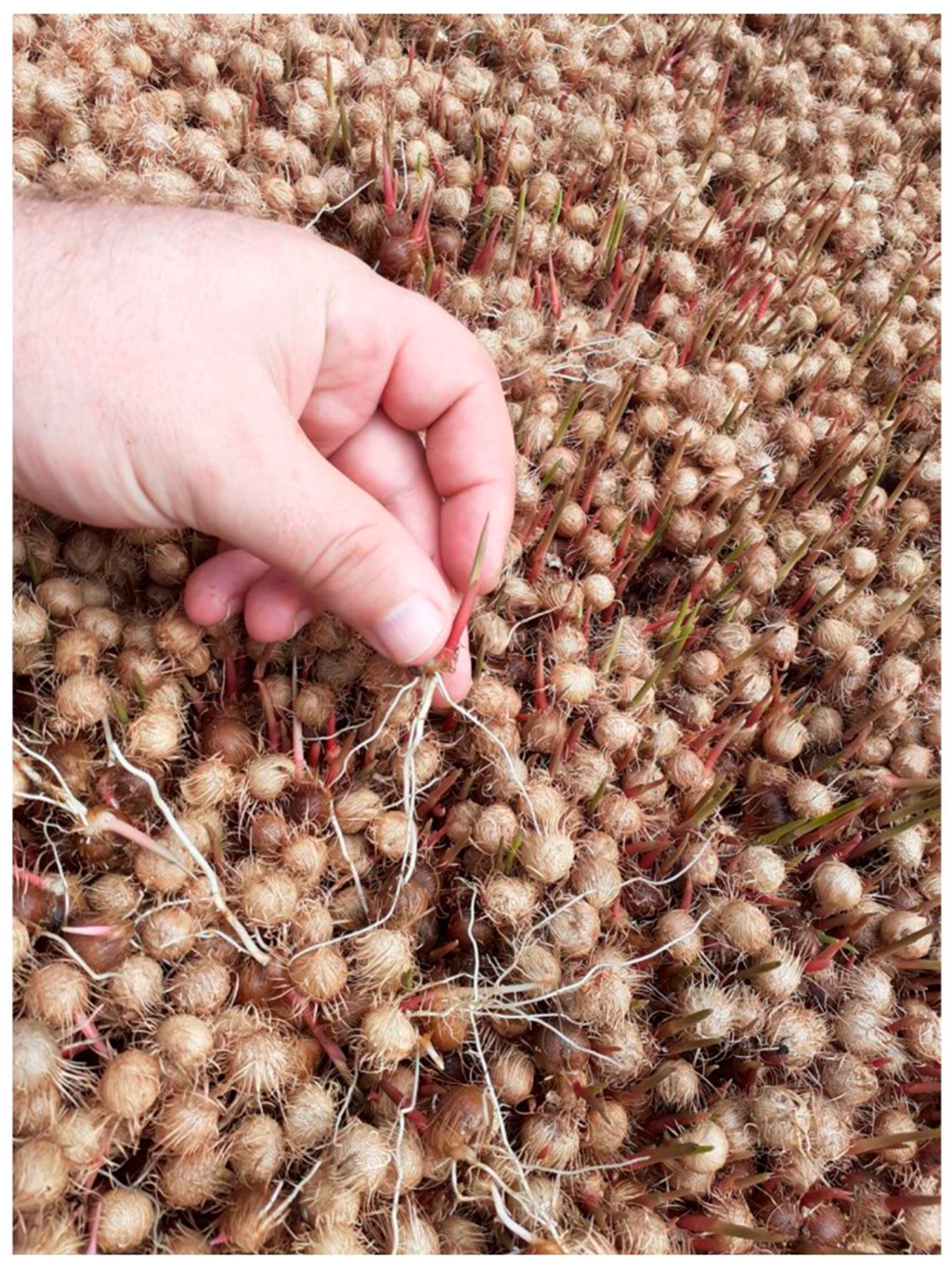 Agriculture 13 01581 g002 Agriculture 13 01581 g002