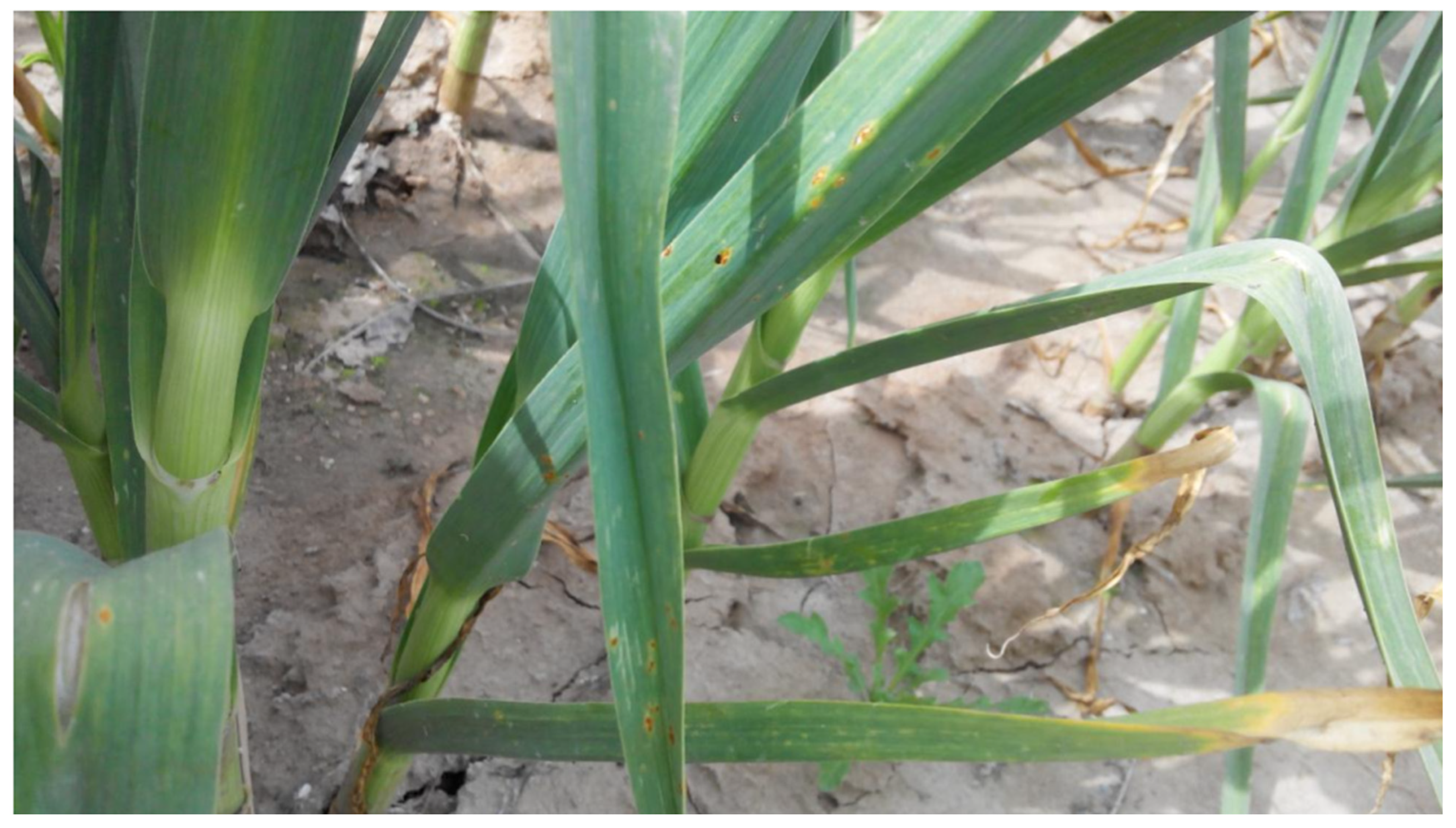 Agriculture 13 01636 g001