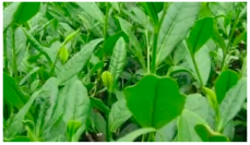 Agriculture 13 01732 i001