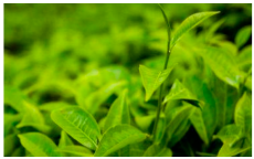 Agriculture 13 01732 i002