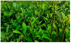 Agriculture 13 01732 i003