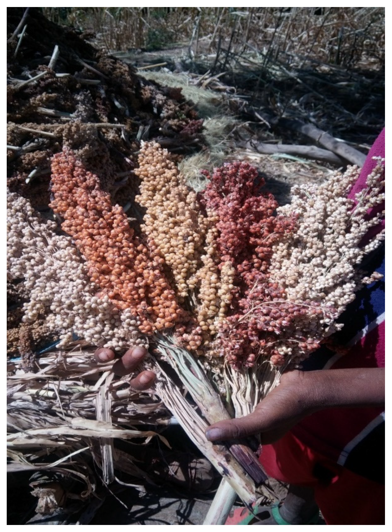 Agriculture 13 01753 g005 Agriculture 13 01753 g005