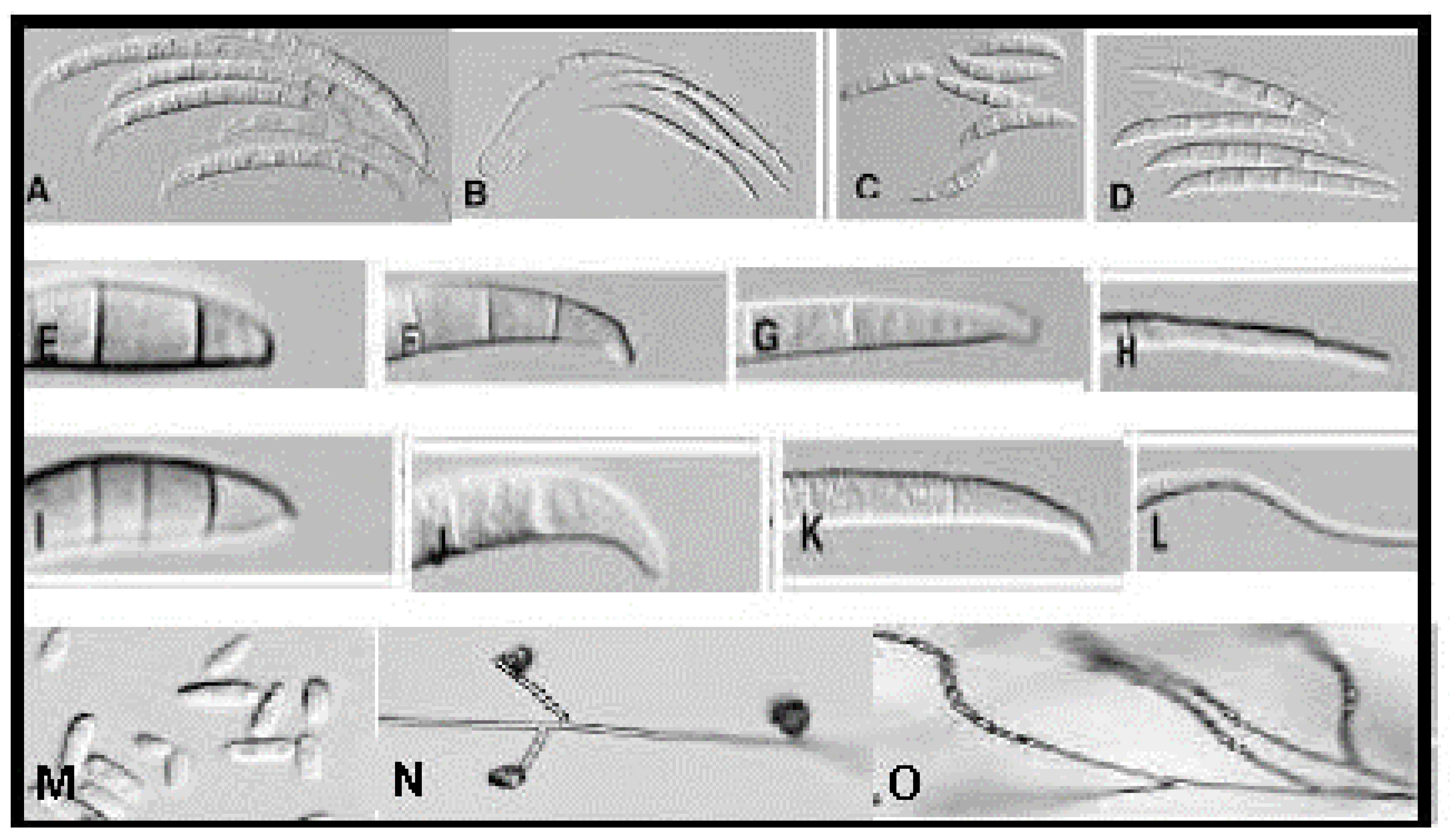 Agriculture 13 01810 g001