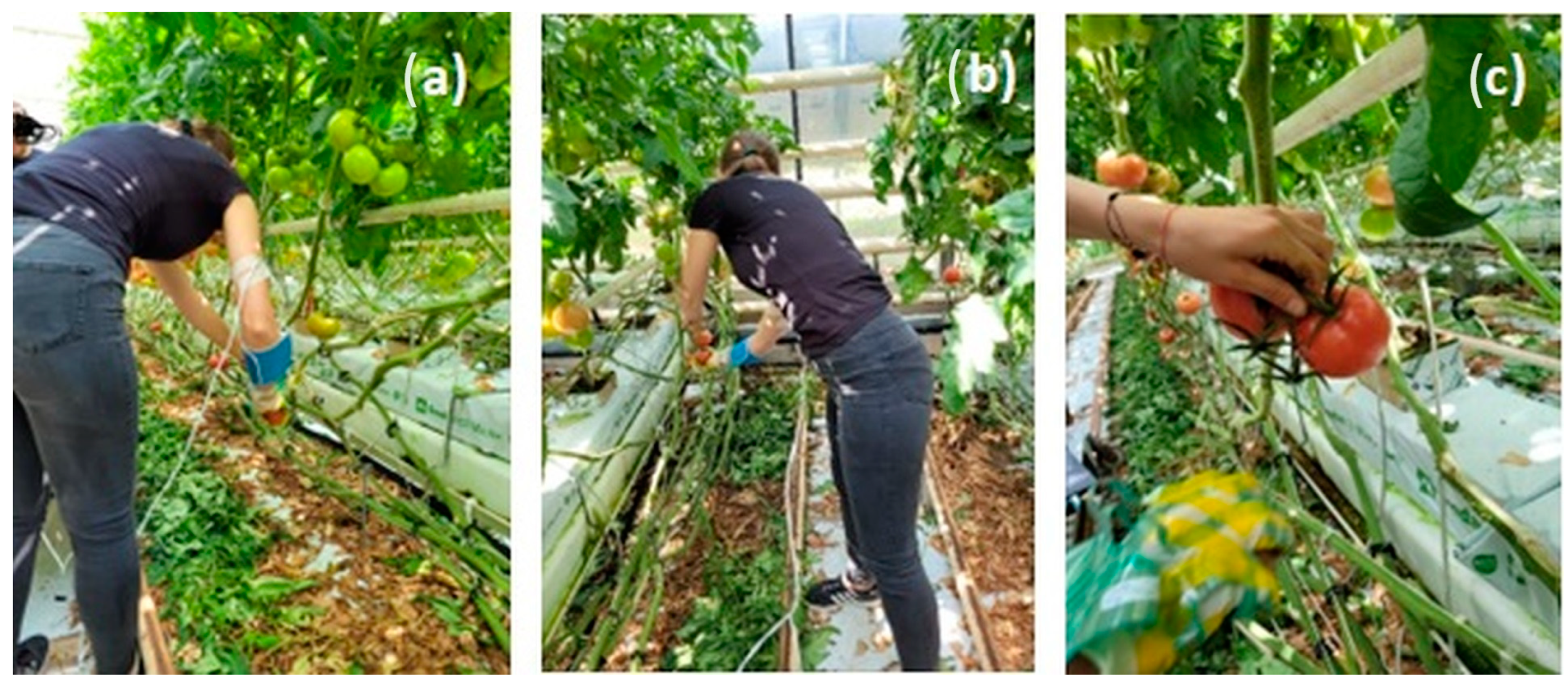 Agriculture 13 01831 g004