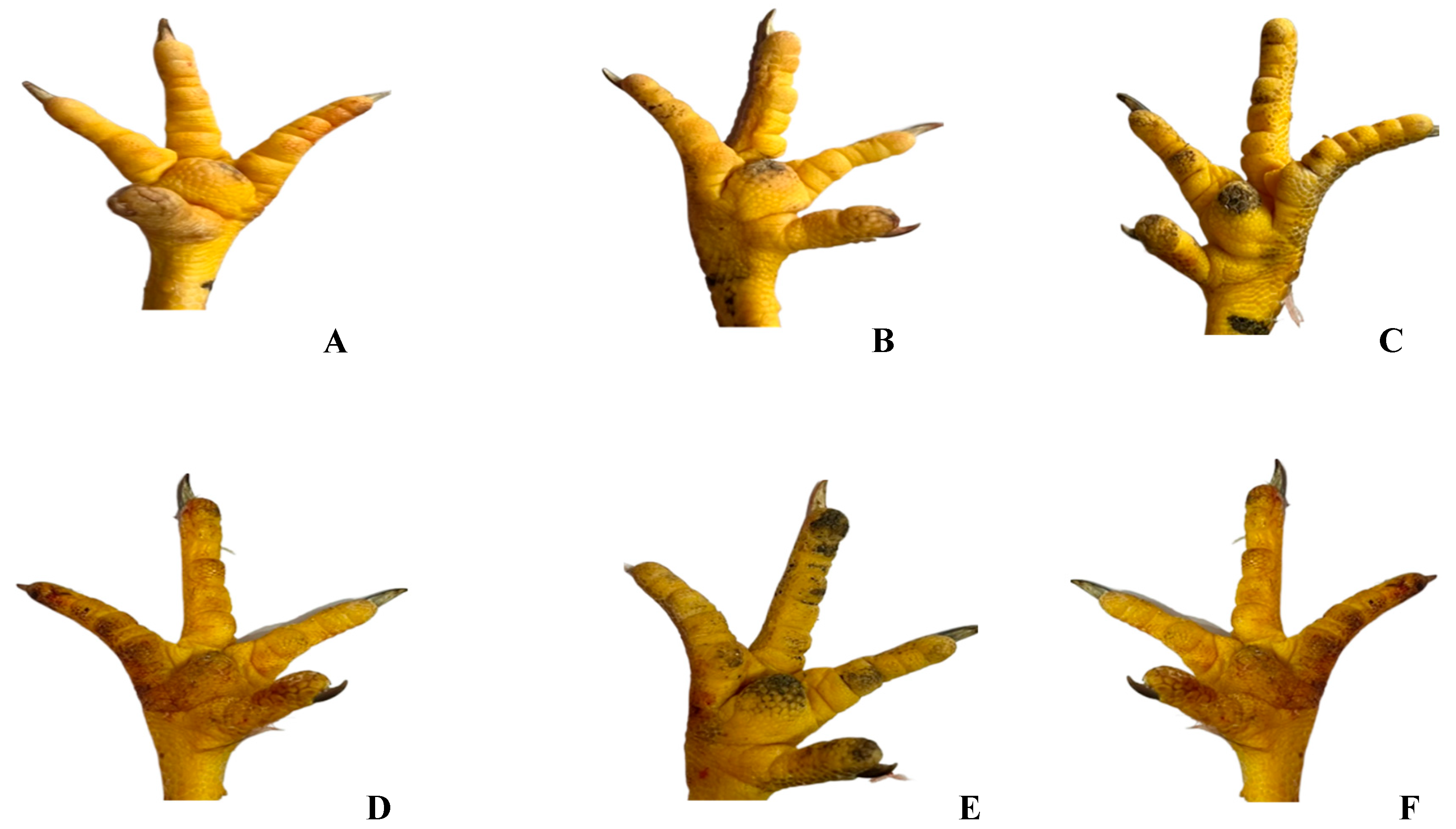 Agriculture 13 01906 g002