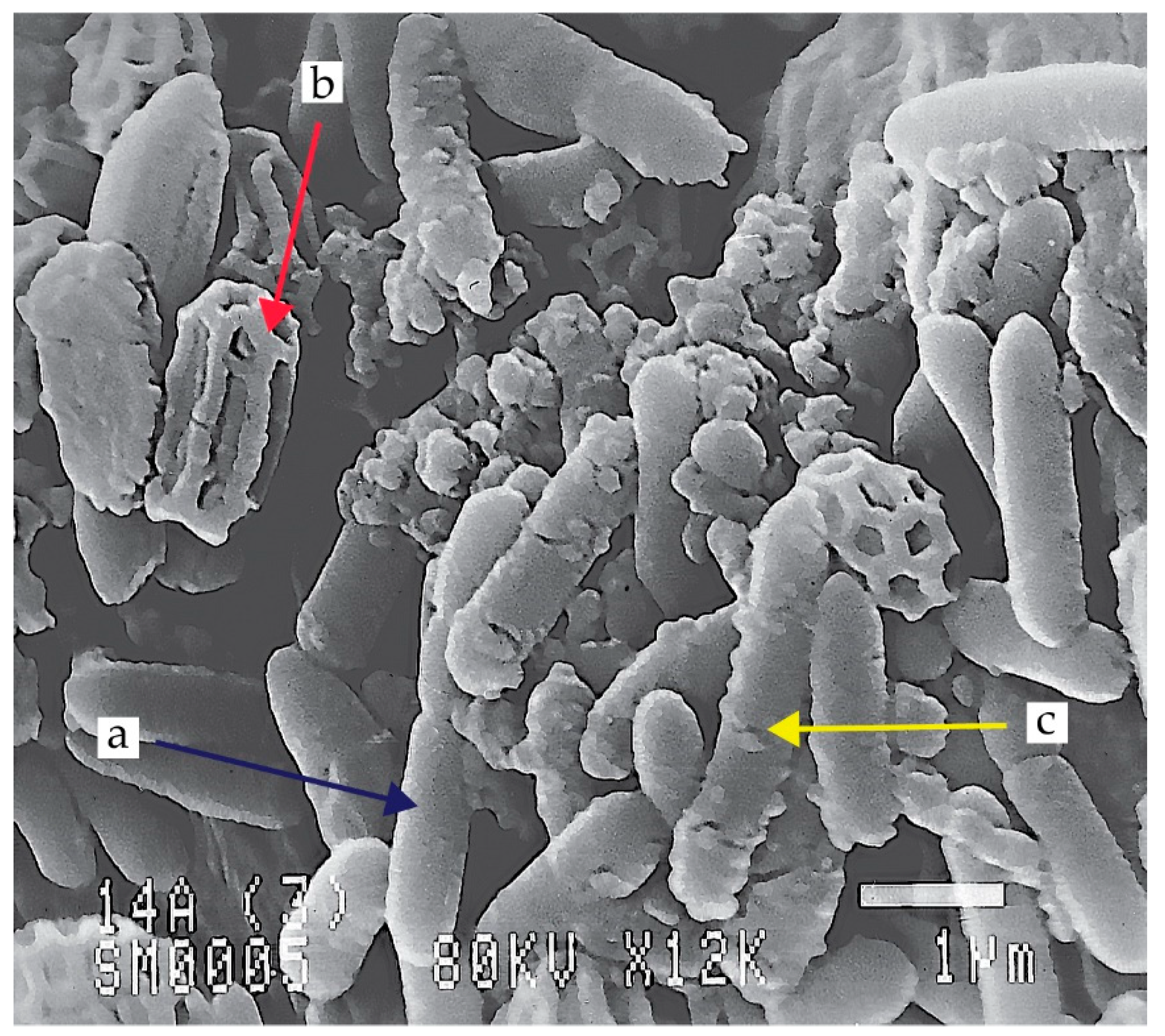 Agriculture 13 01979 g001