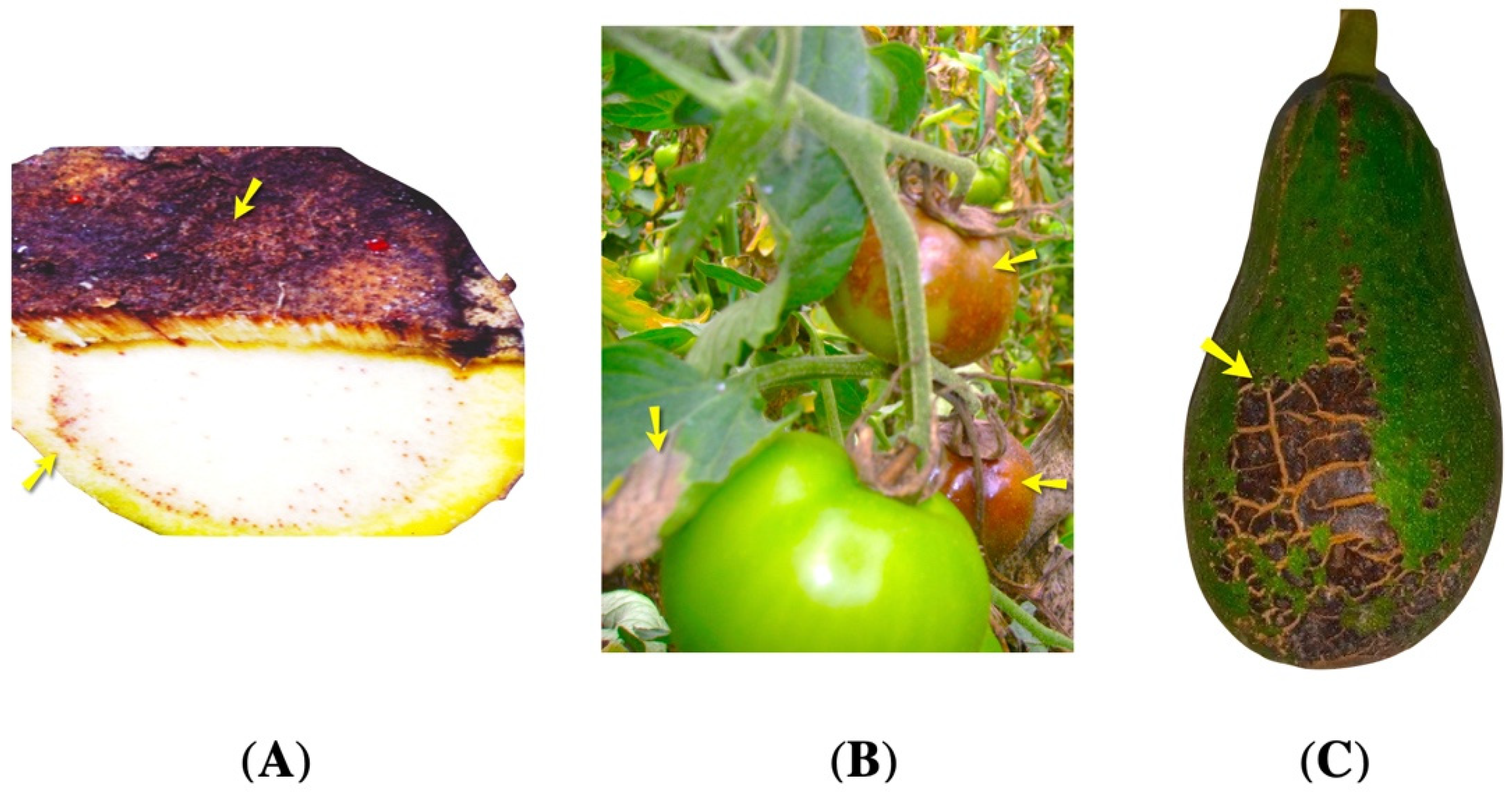 Agriculture 13 02029 g001