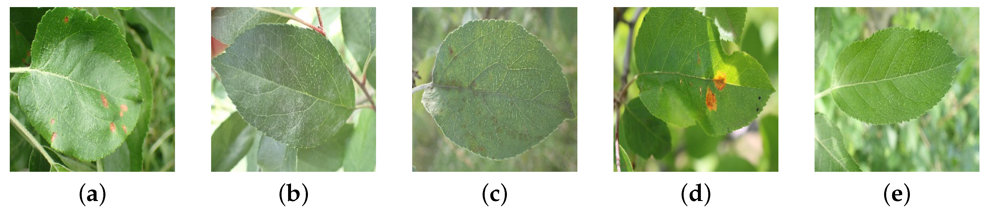 Agriculture 14 00142 g001