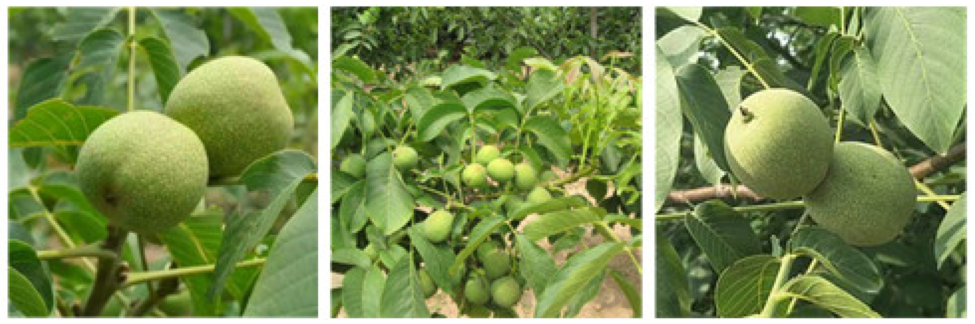 Agriculture 14 00149 g001 Agriculture 14 00149 g001