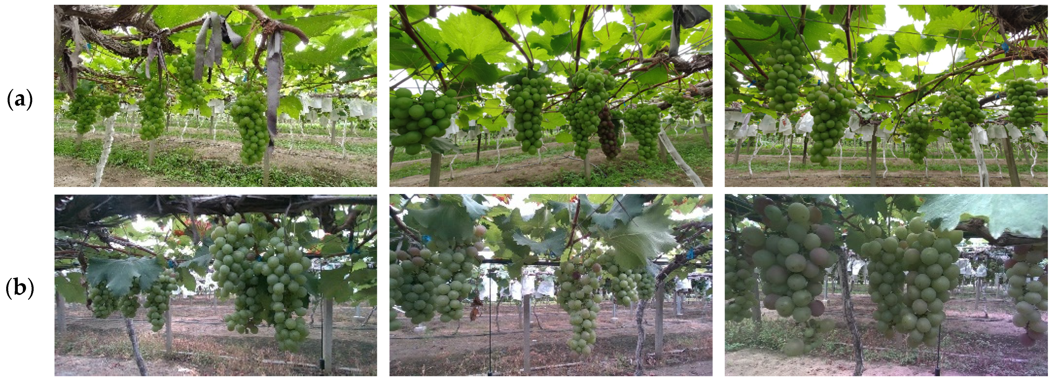 Agriculture 14 00262 g001 Agriculture 14 00262 g001