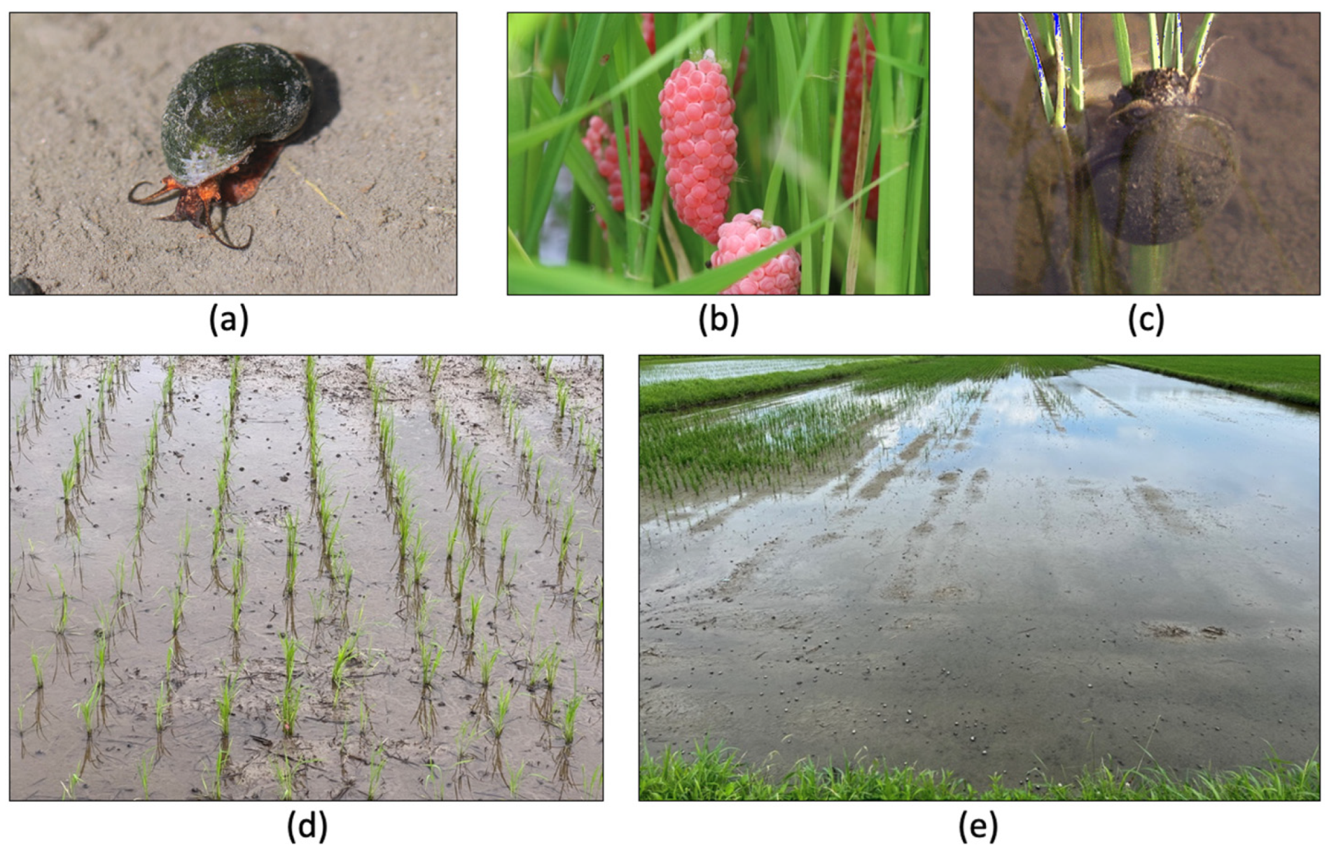 Agriculture 14 00299 g001