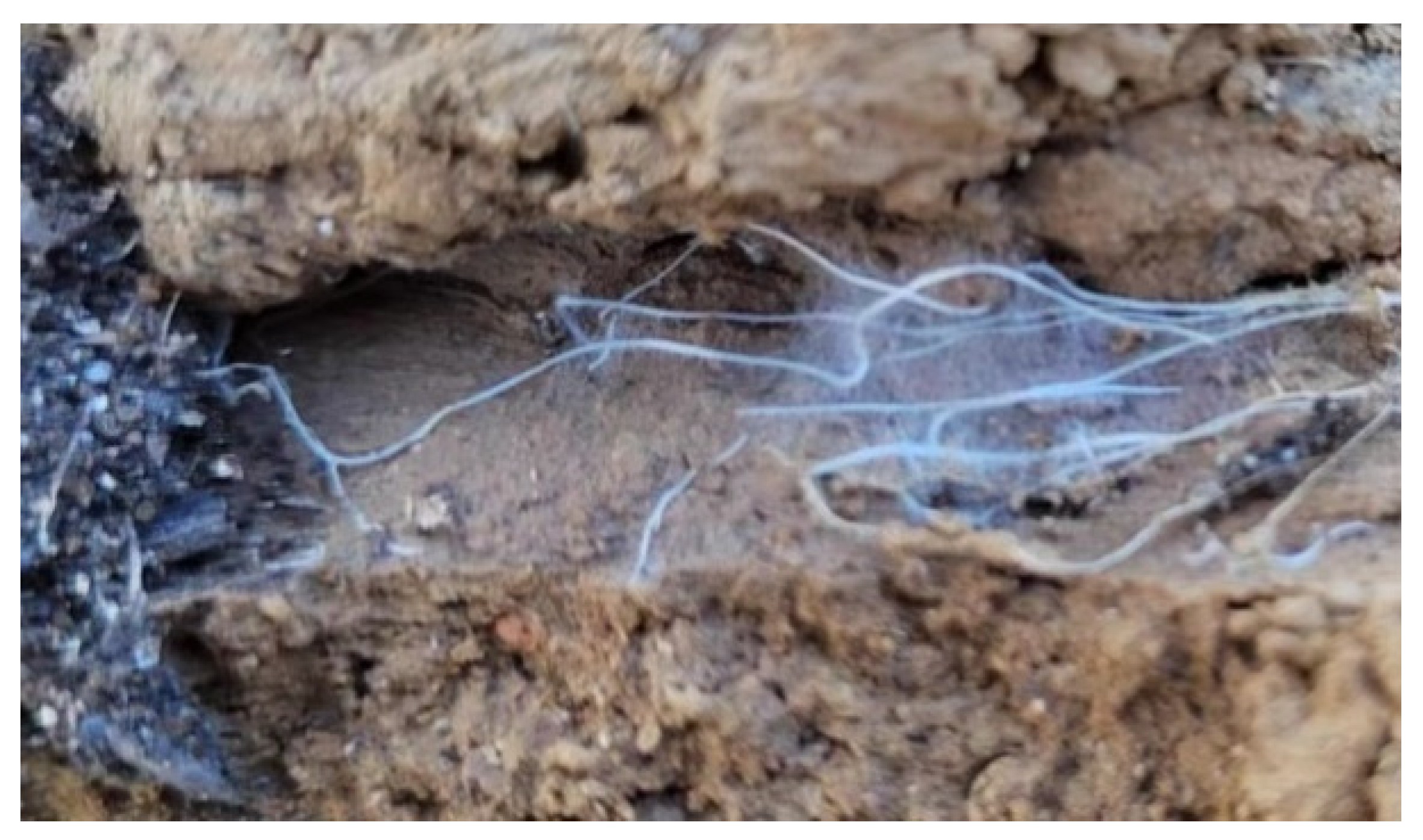 Agriculture 14 00310 g011