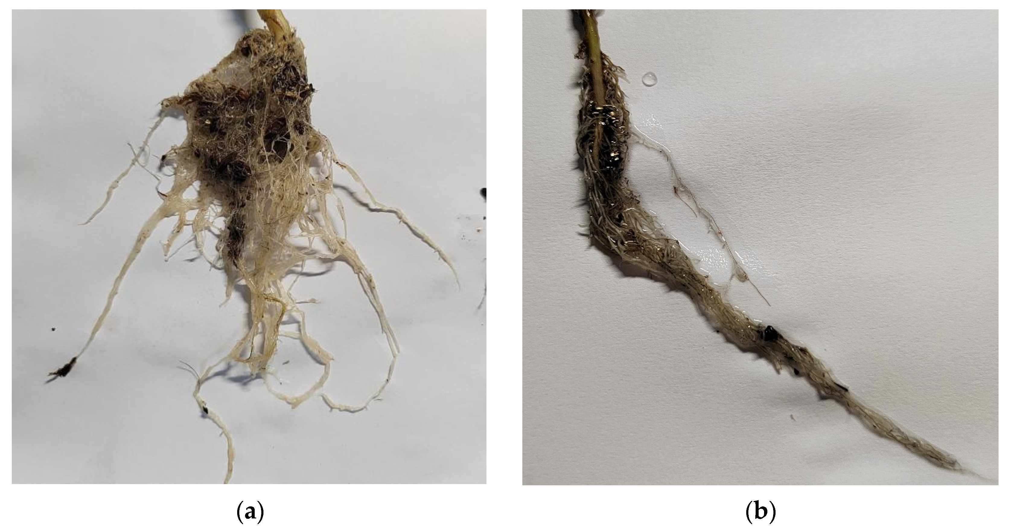 Agriculture 14 00310 g012