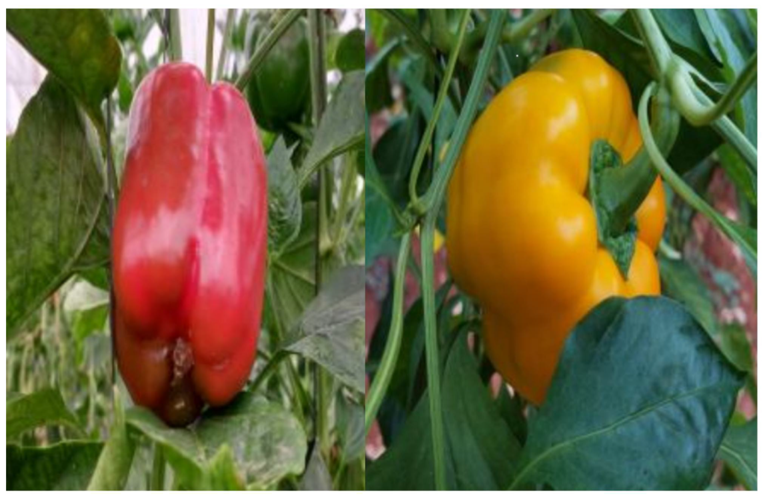 Agriculture 14 00331 g001