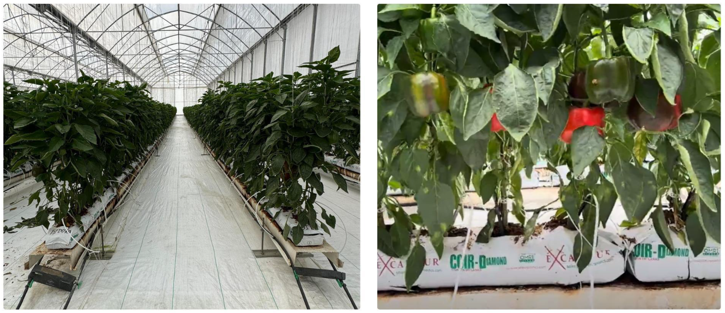 Agriculture 14 00331 g002