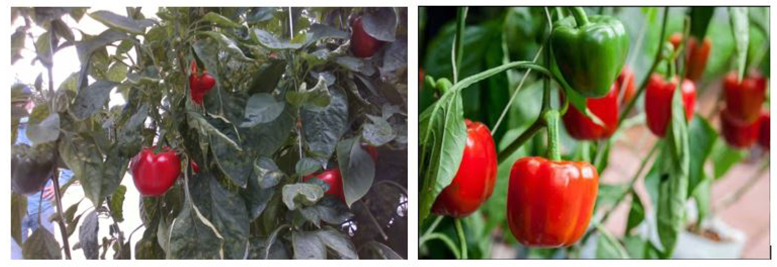 Agriculture 14 00331 g011