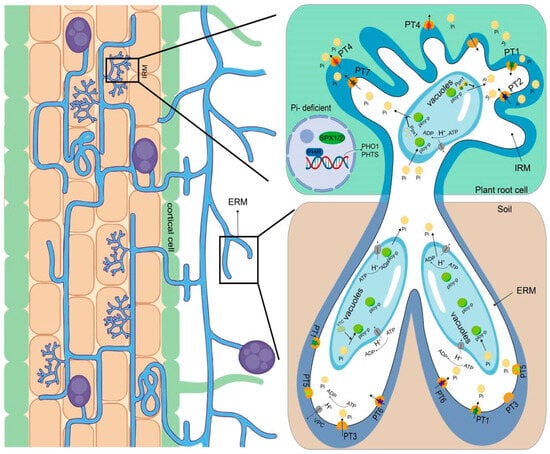 Agriculture 14 00358 g001