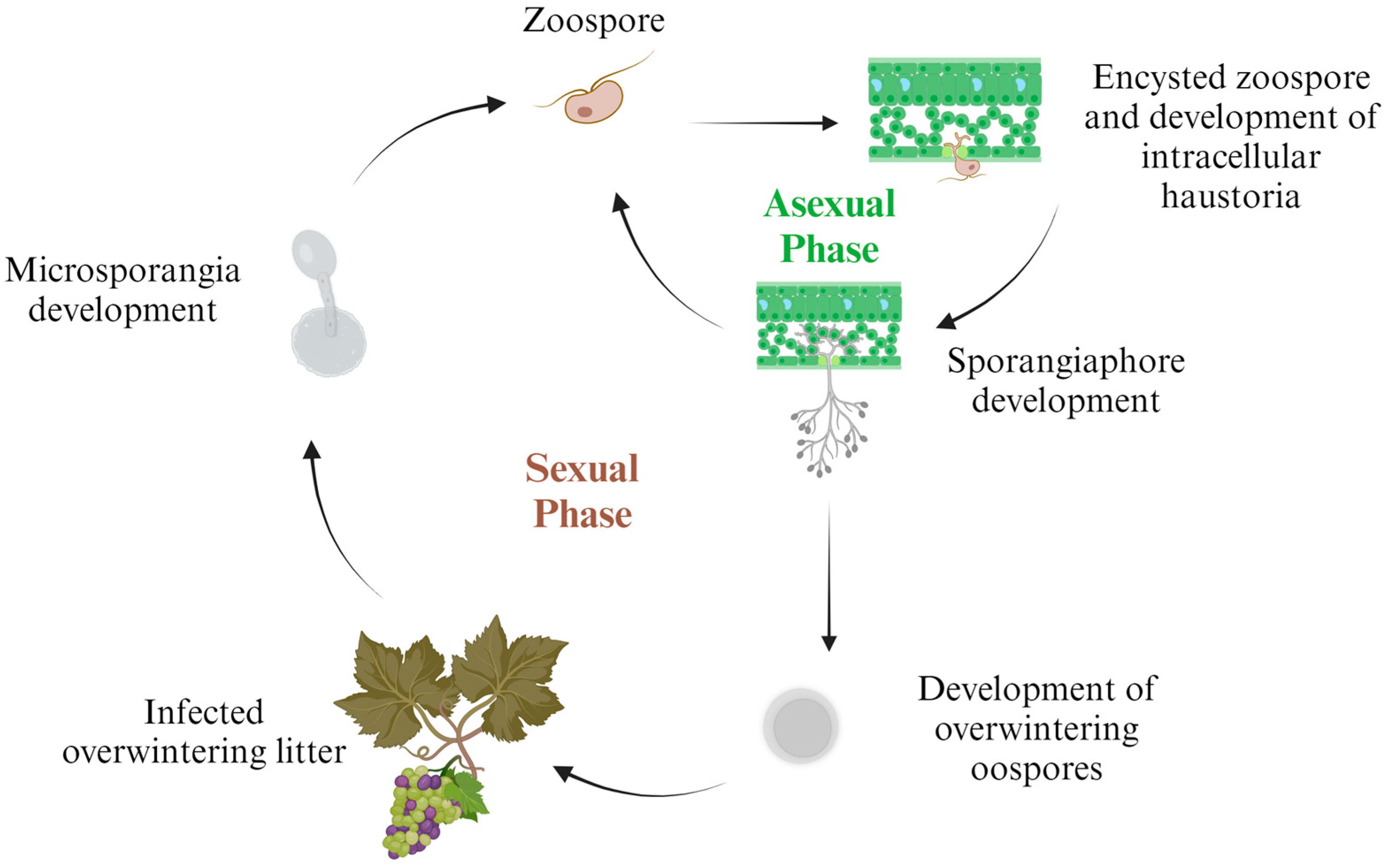 Agriculture 14 00406 g001