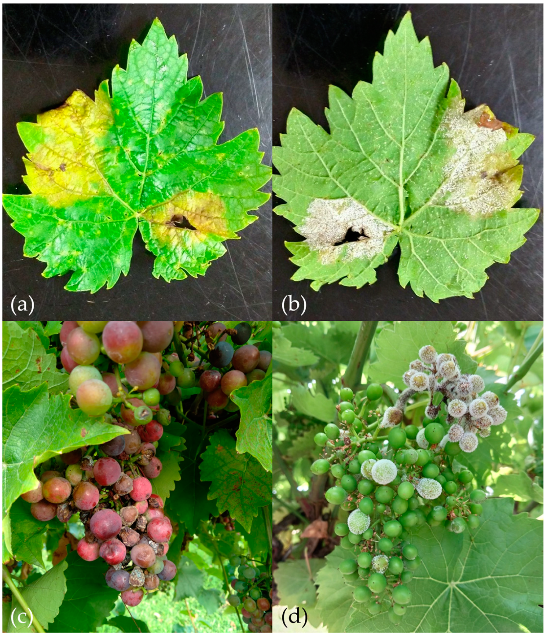 Agriculture 14 00406 g002