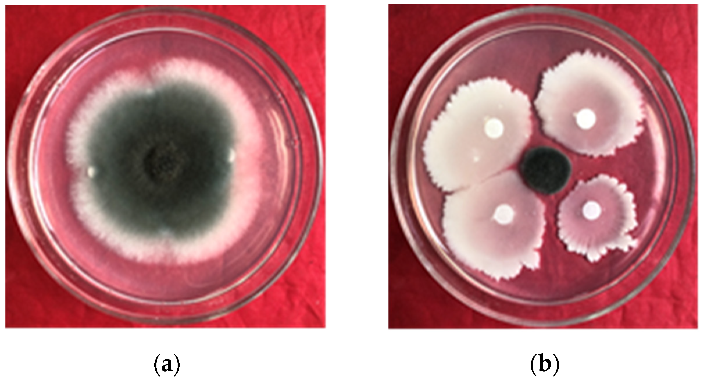 Agriculture 14 00606 g001