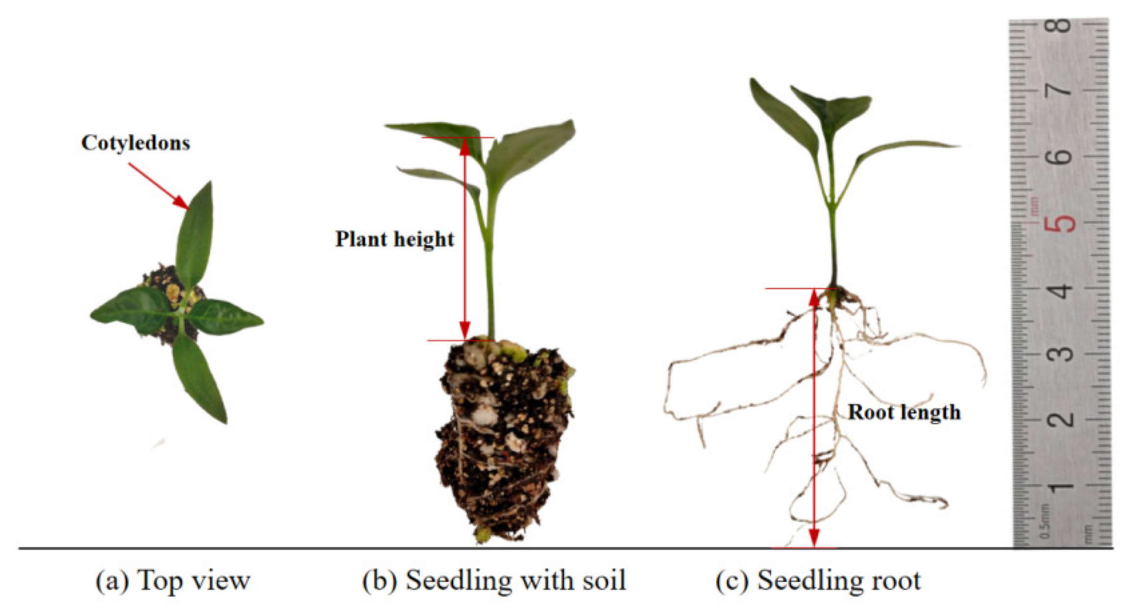 Agriculture 14 00651 g001