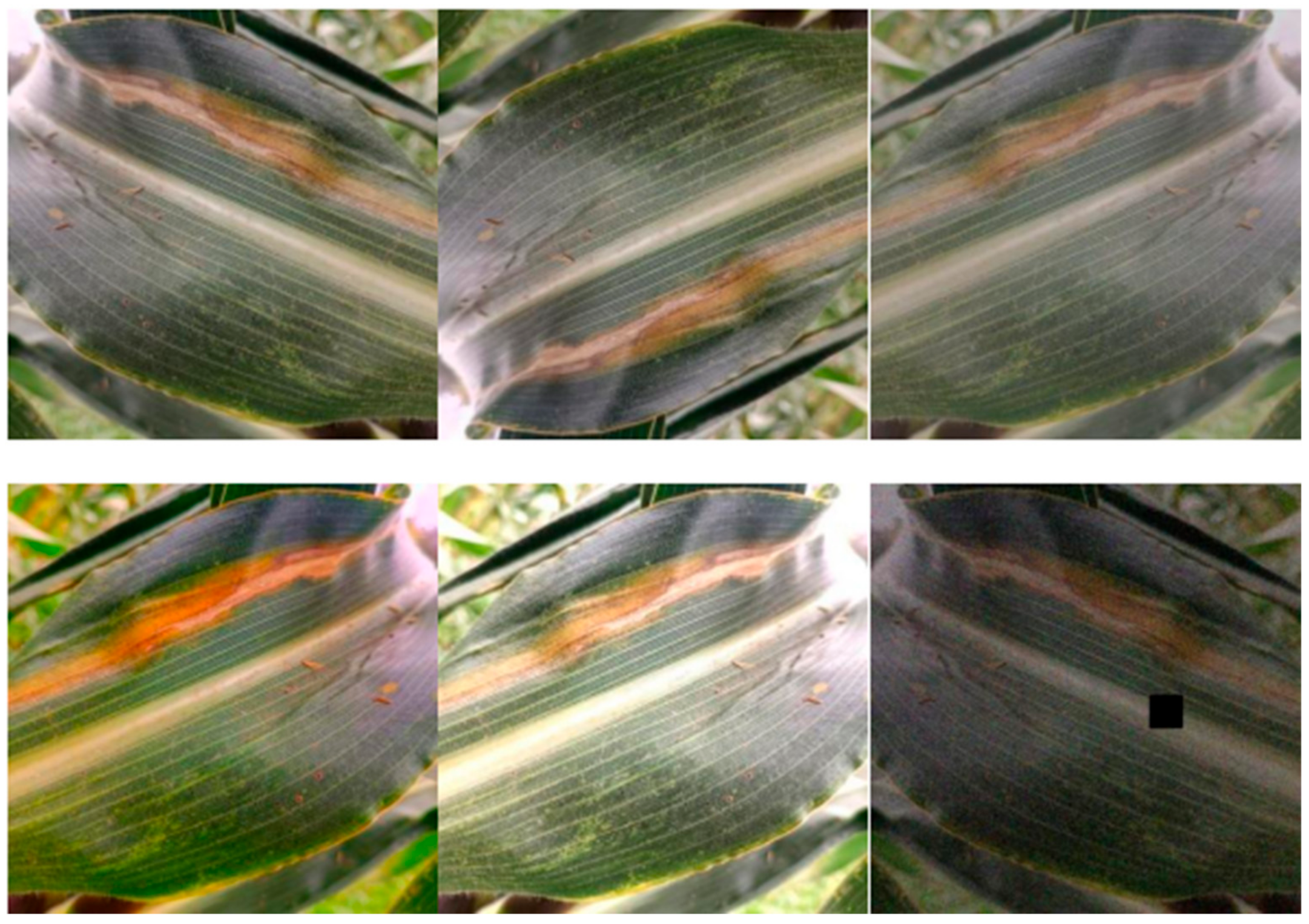 Agriculture 14 00666 g002