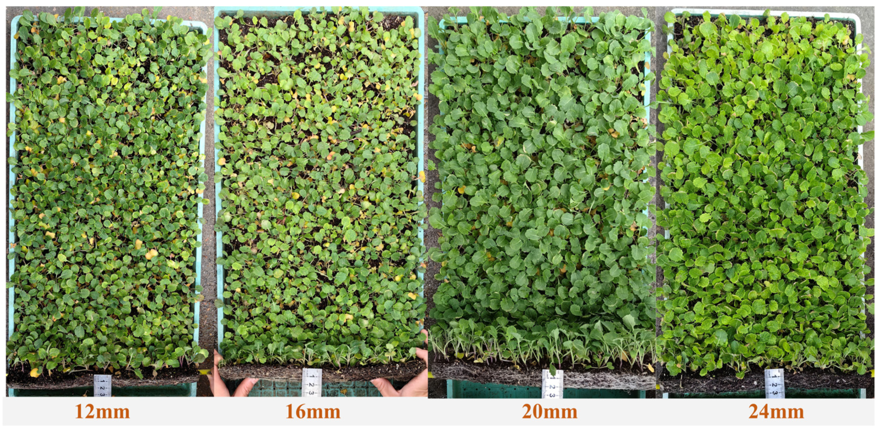 Agriculture 14 00699 g009