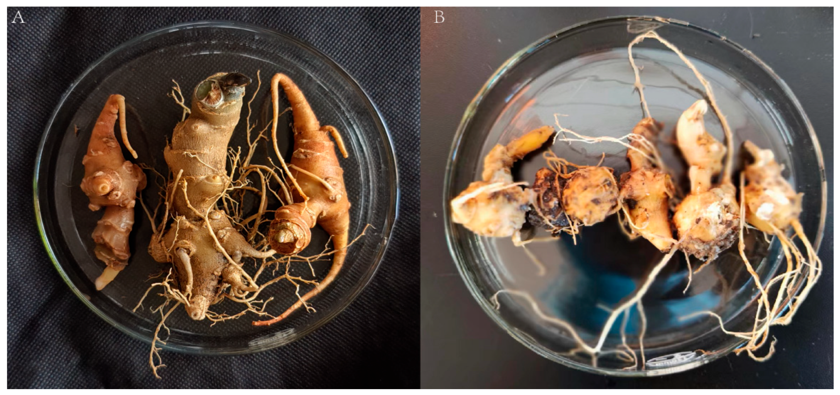 Agriculture 14 00719 g006