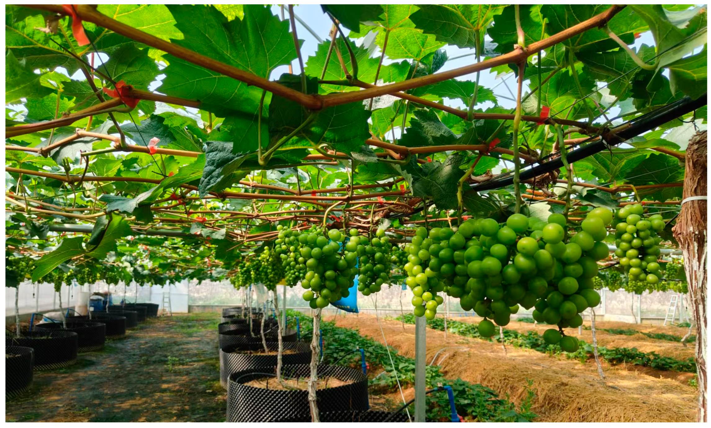 Agriculture 14 00774 g001