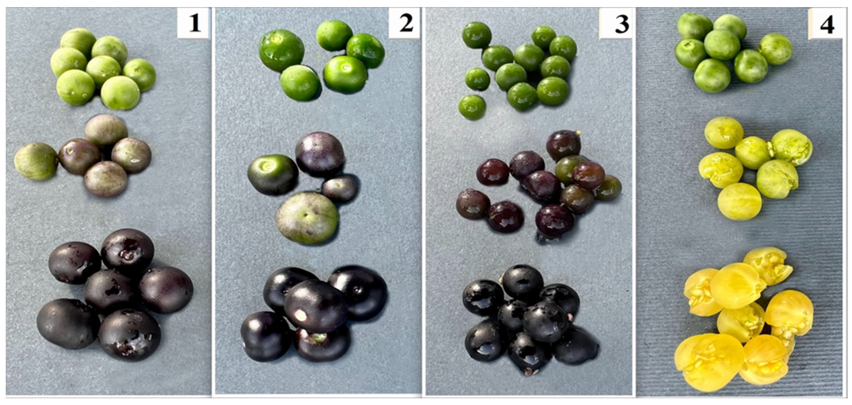 Agriculture 14 00802 g001