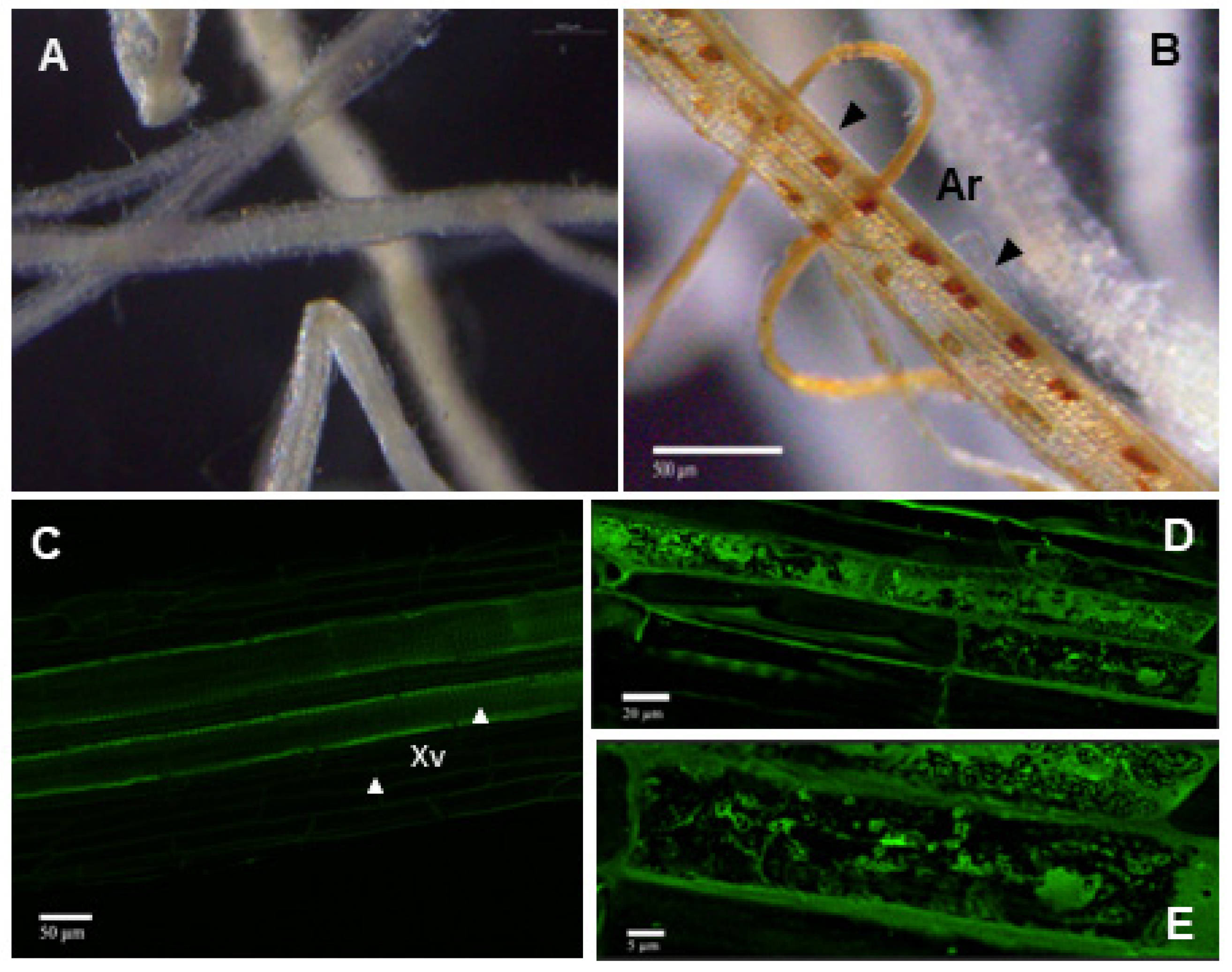 Agriculture 14 00851 g001