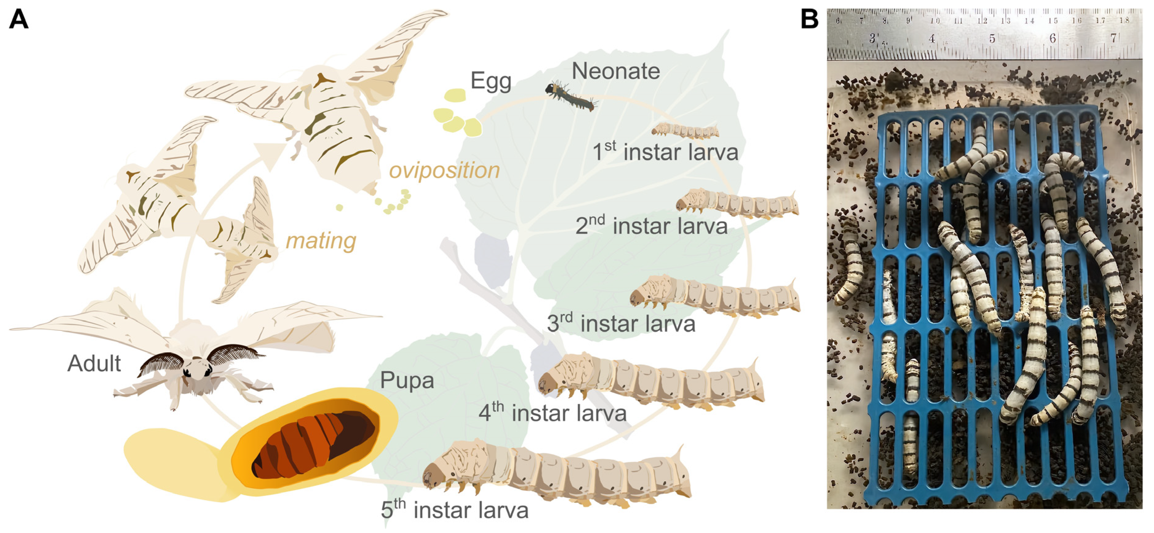 Agriculture 14 00924 g001