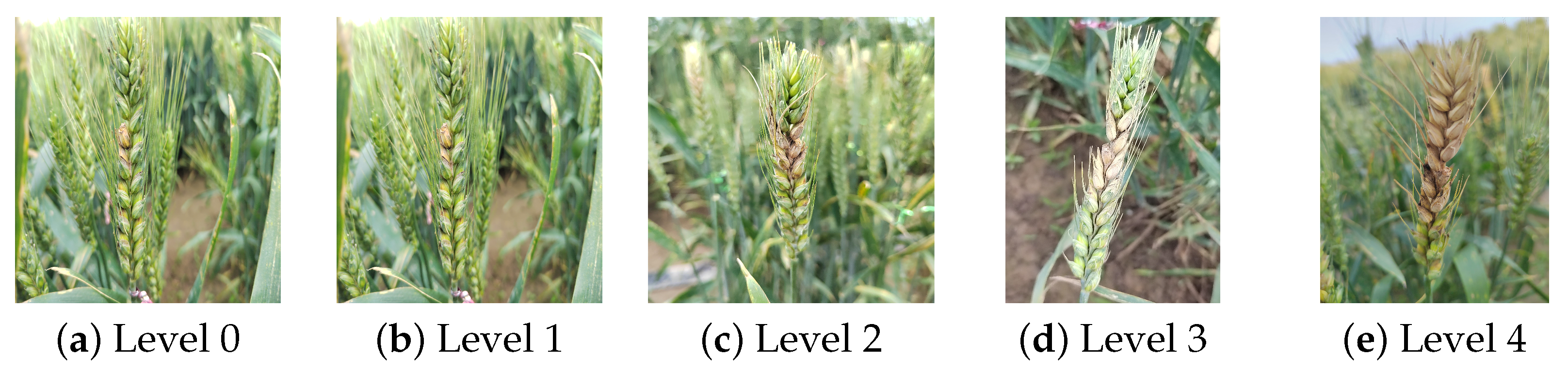 Agriculture 14 00938 g001