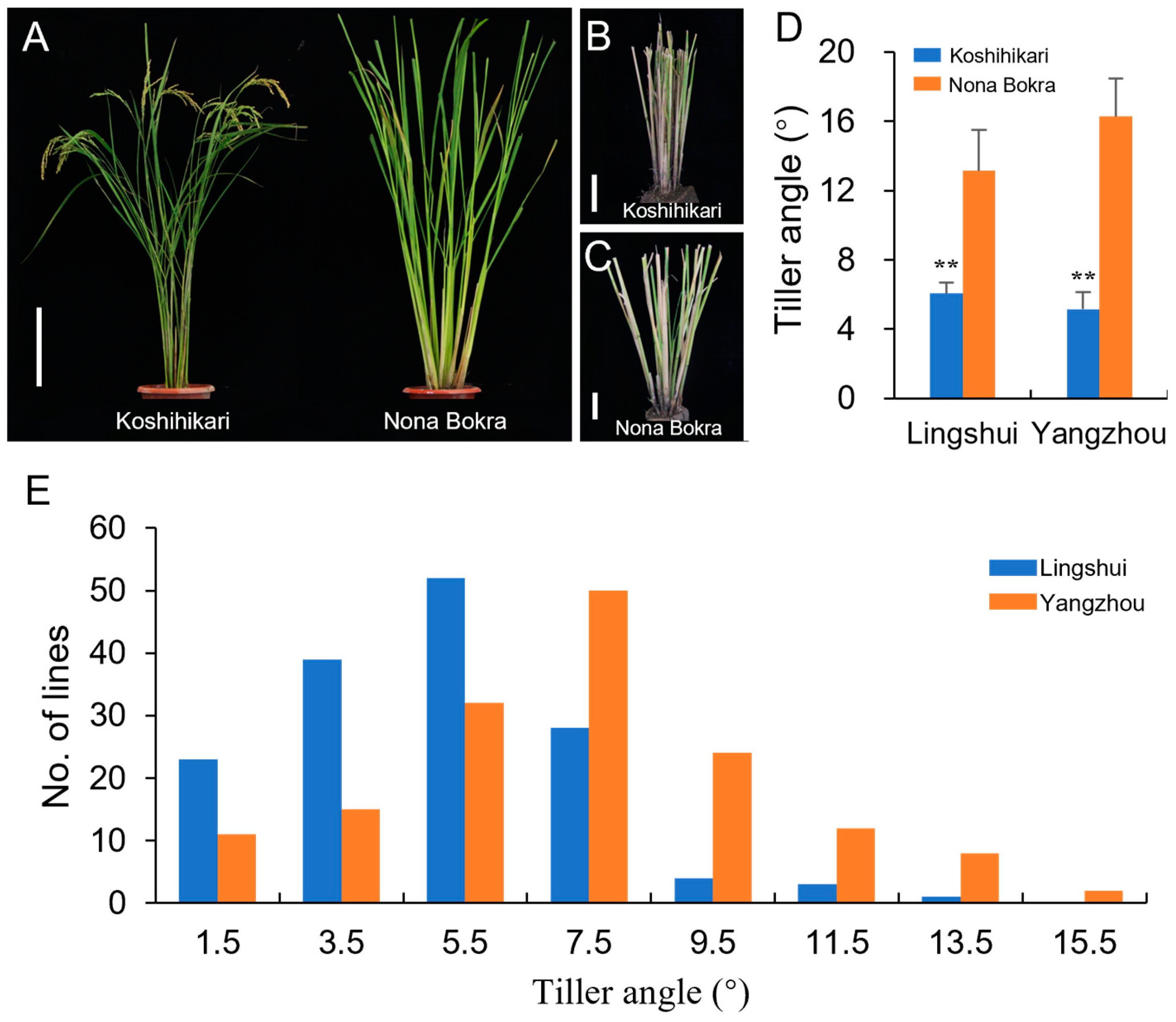 Agriculture 14 01002 g001
