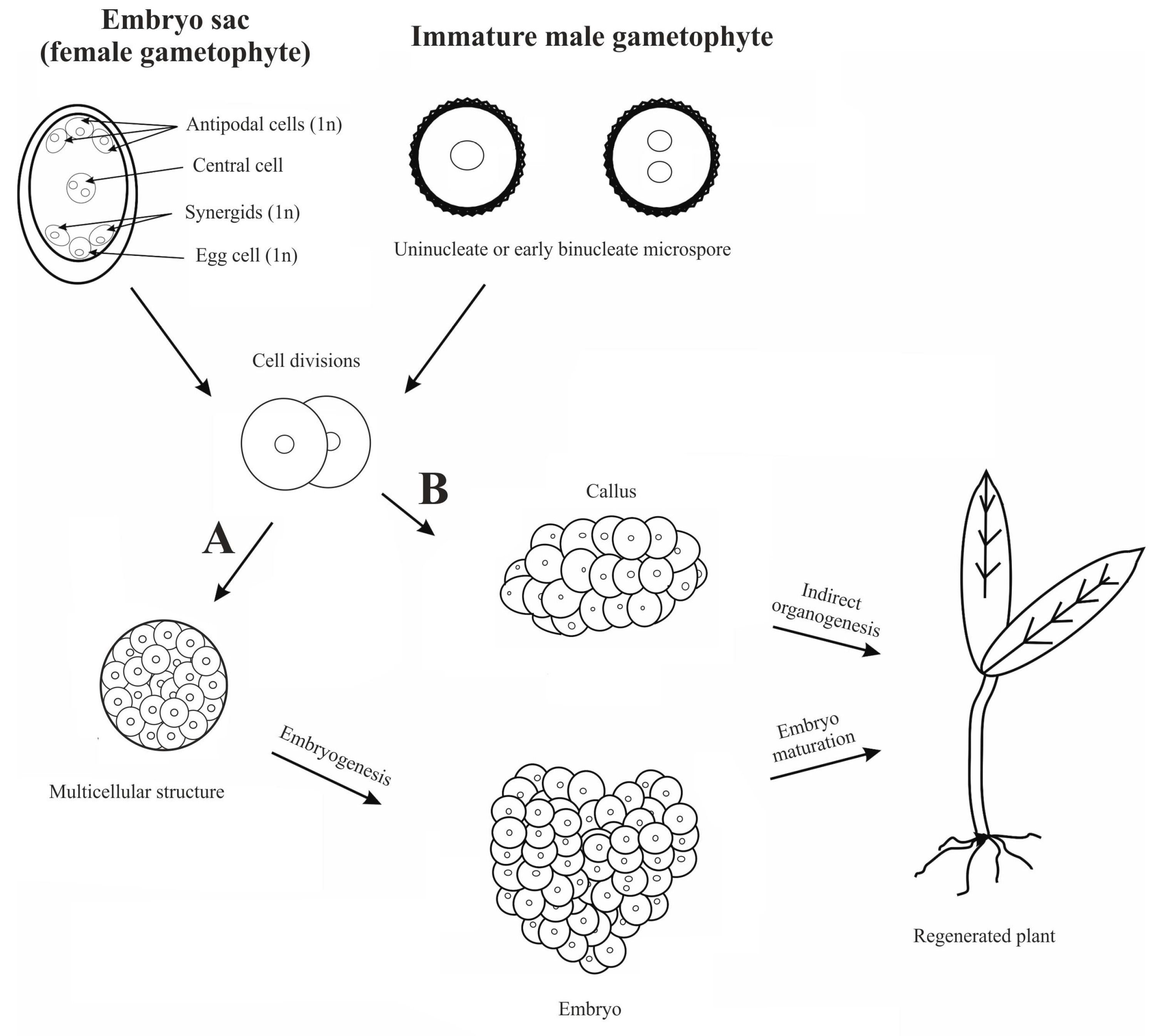 Agriculture 14 01031 g001