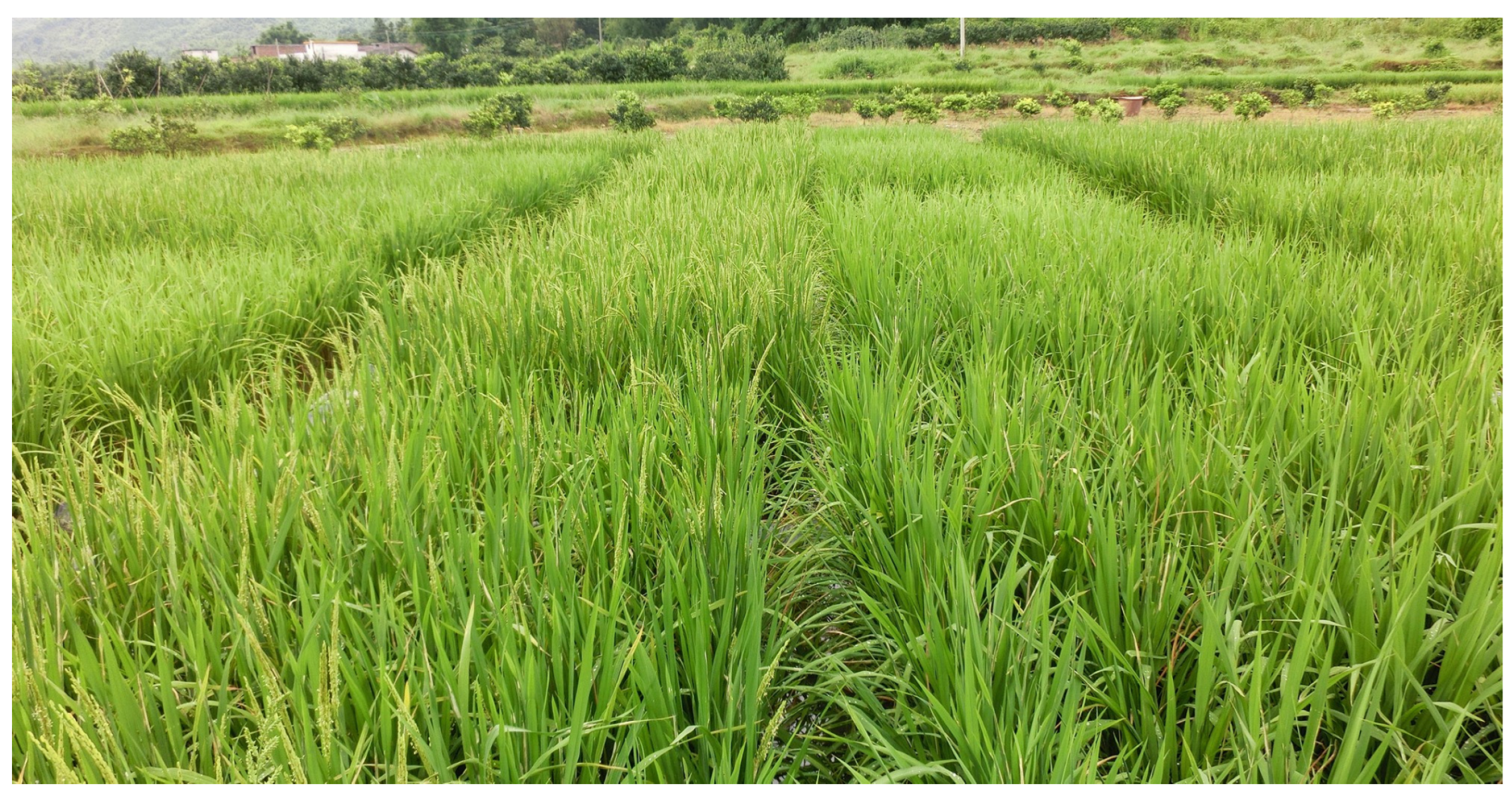 Agriculture 14 01061 g002