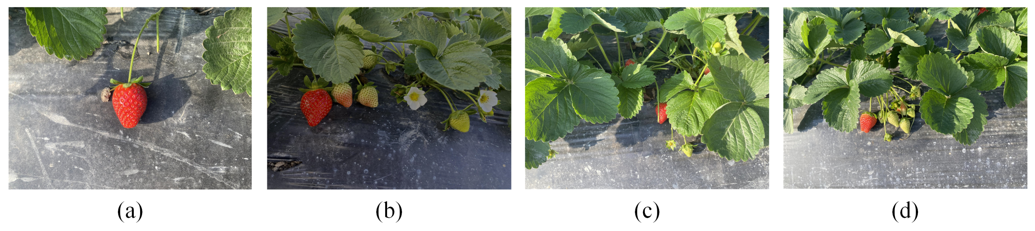 Agriculture 14 01132 g001