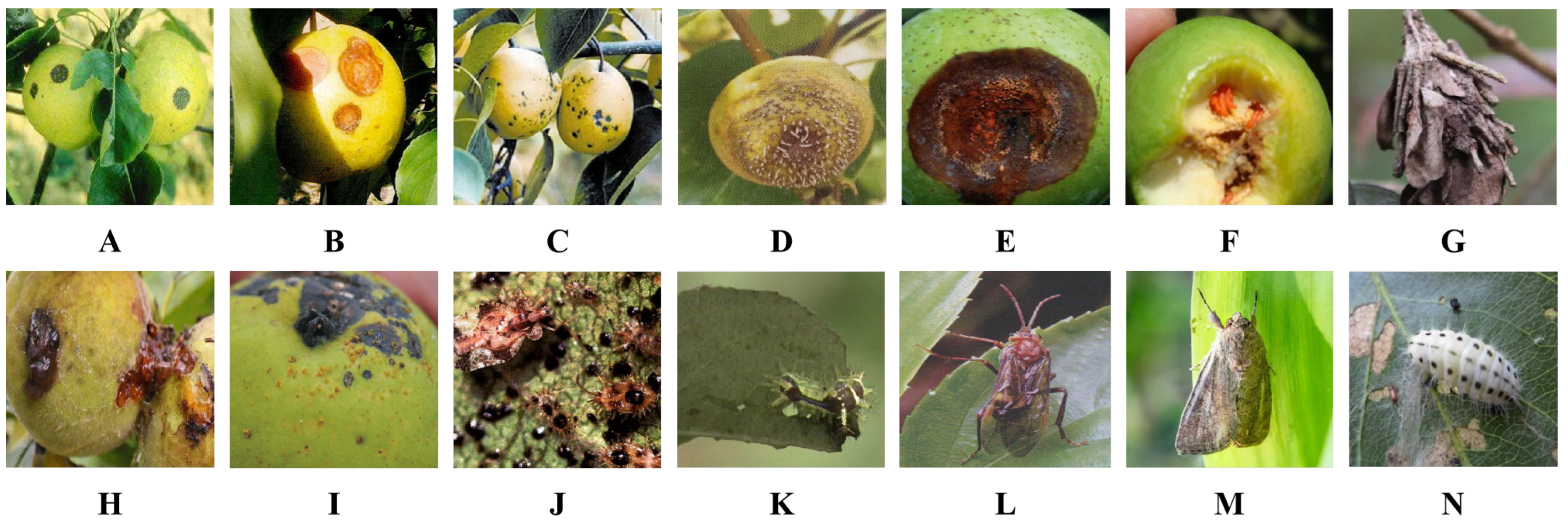 Agriculture 14 01146 g001