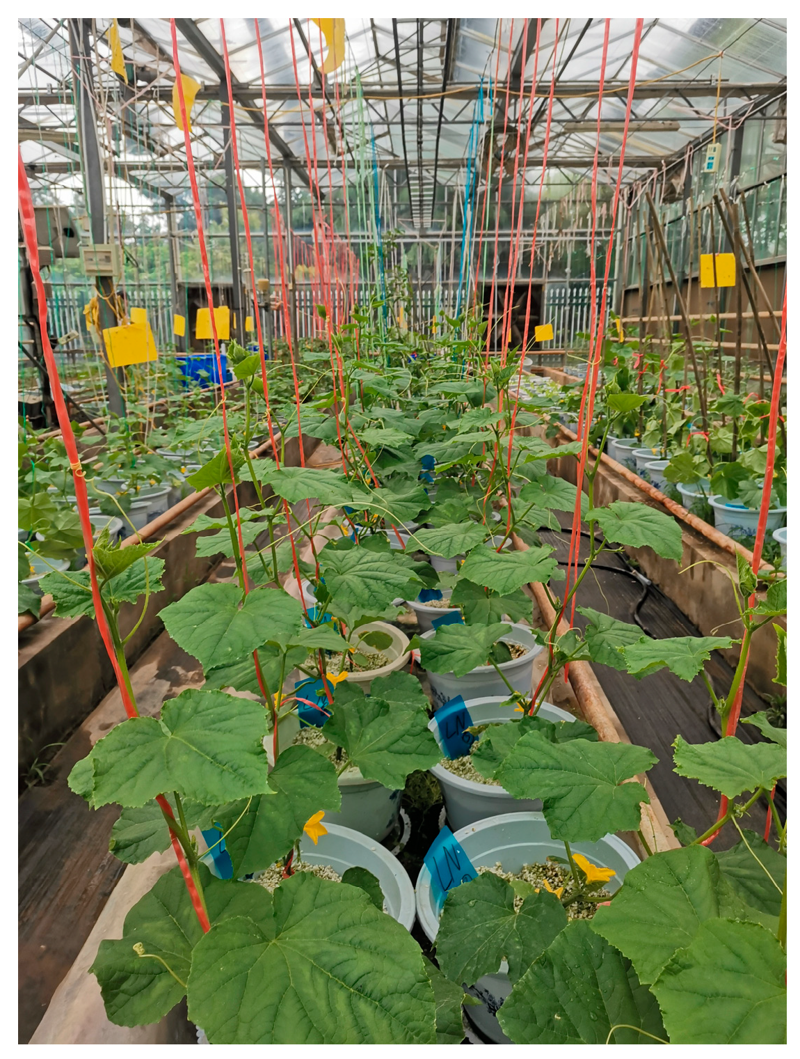 Agriculture 14 01155 g001