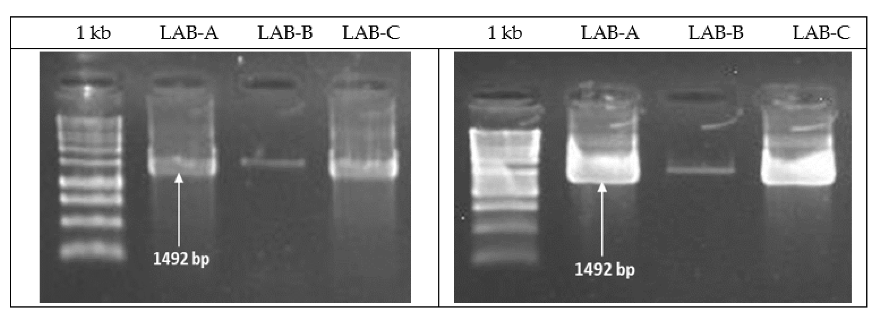 Agriculture 14 01228 g001
