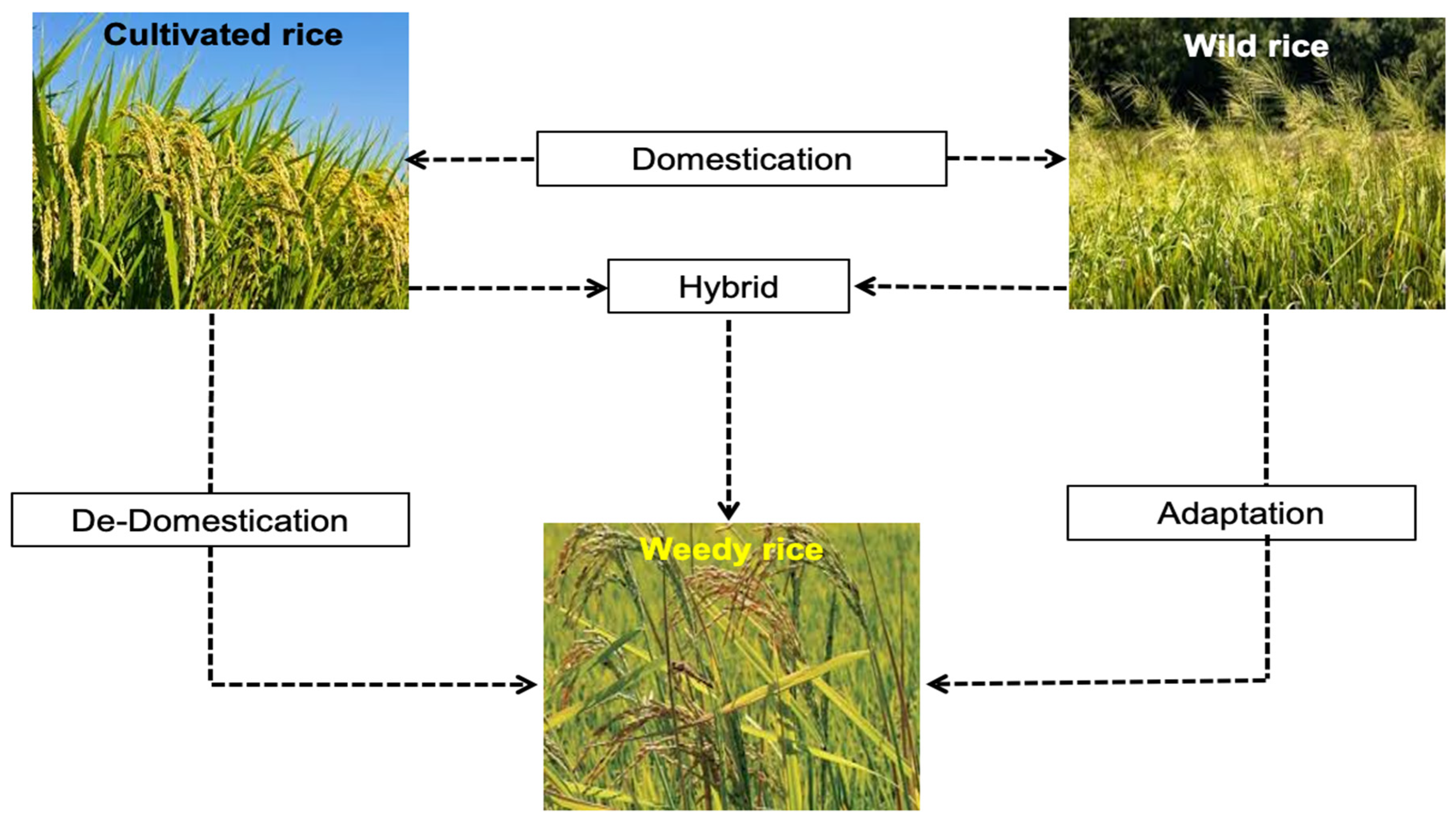 Agriculture 14 01307 g001 Agriculture 14 01307 g001